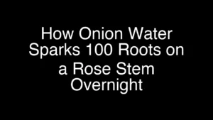 How Onion Water Sparks 100 Roots on a Rose Stem Overnight - Featured Image