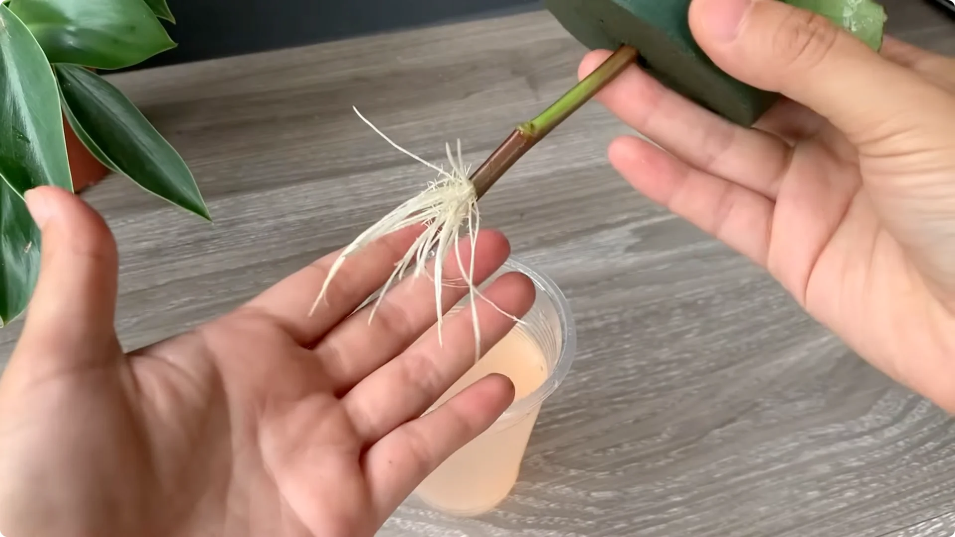 How Onion Water Sparks 100 Roots on a Rose Stem Overnight screenshot 31