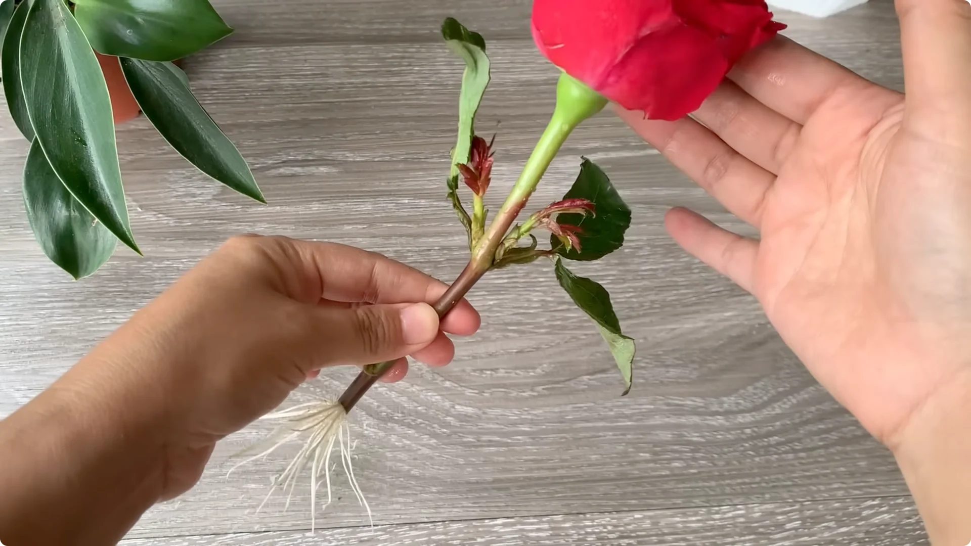 How Onion Water Sparks 100 Roots on a Rose Stem Overnight screenshot 32