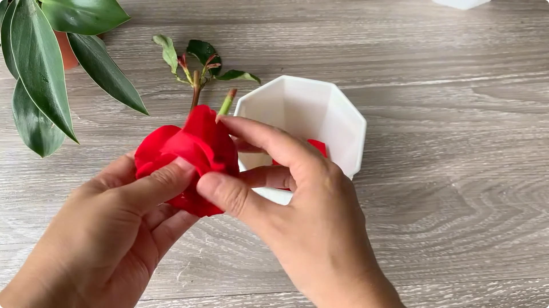 How Onion Water Sparks 100 Roots on a Rose Stem Overnight screenshot 33