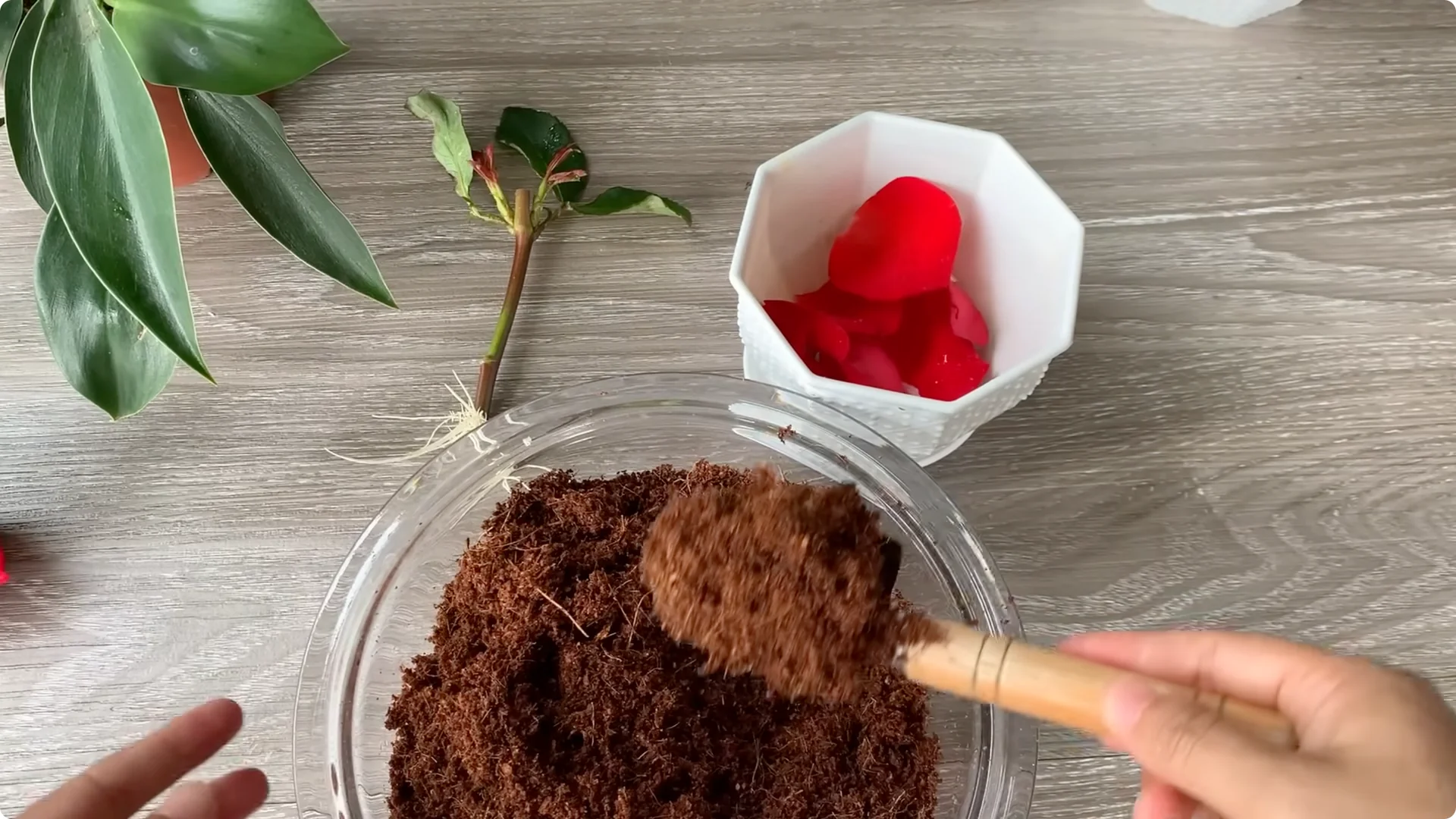 How Onion Water Sparks 100 Roots on a Rose Stem Overnight screenshot 34