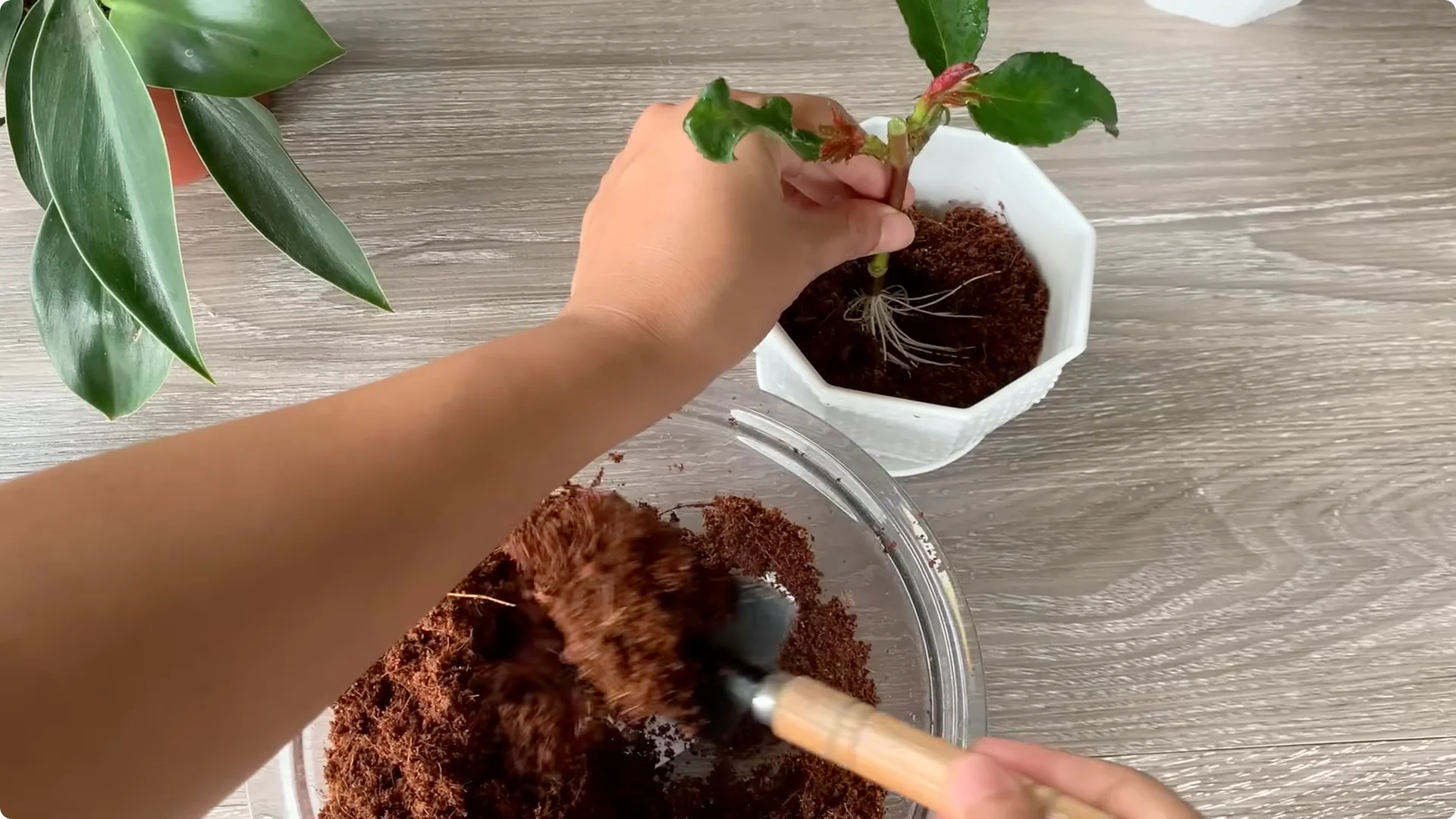 How Onion Water Sparks 100 Roots on a Rose Stem Overnight screenshot 35