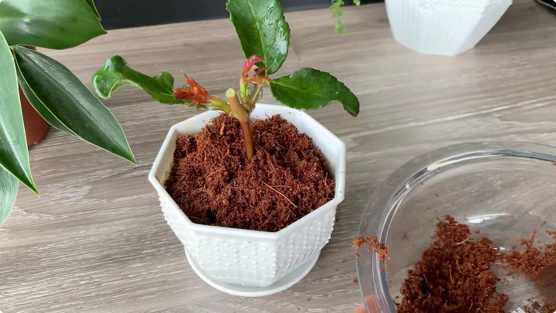 How Onion Water Sparks 100 Roots on a Rose Stem Overnight screenshot 36