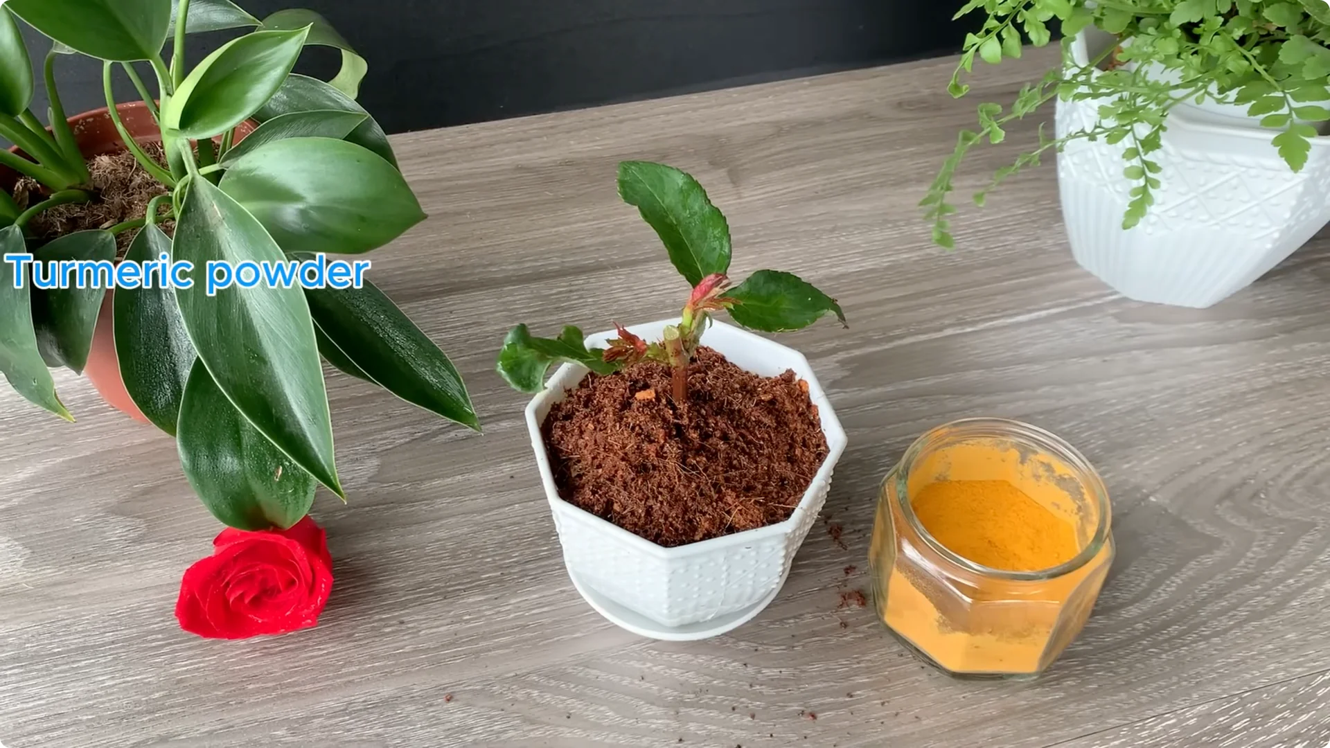 How Onion Water Sparks 100 Roots on a Rose Stem Overnight screenshot 37