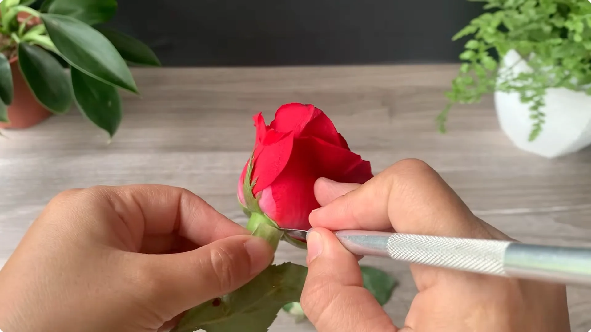 How Onion Water Sparks 100 Roots on a Rose Stem Overnight screenshot 4