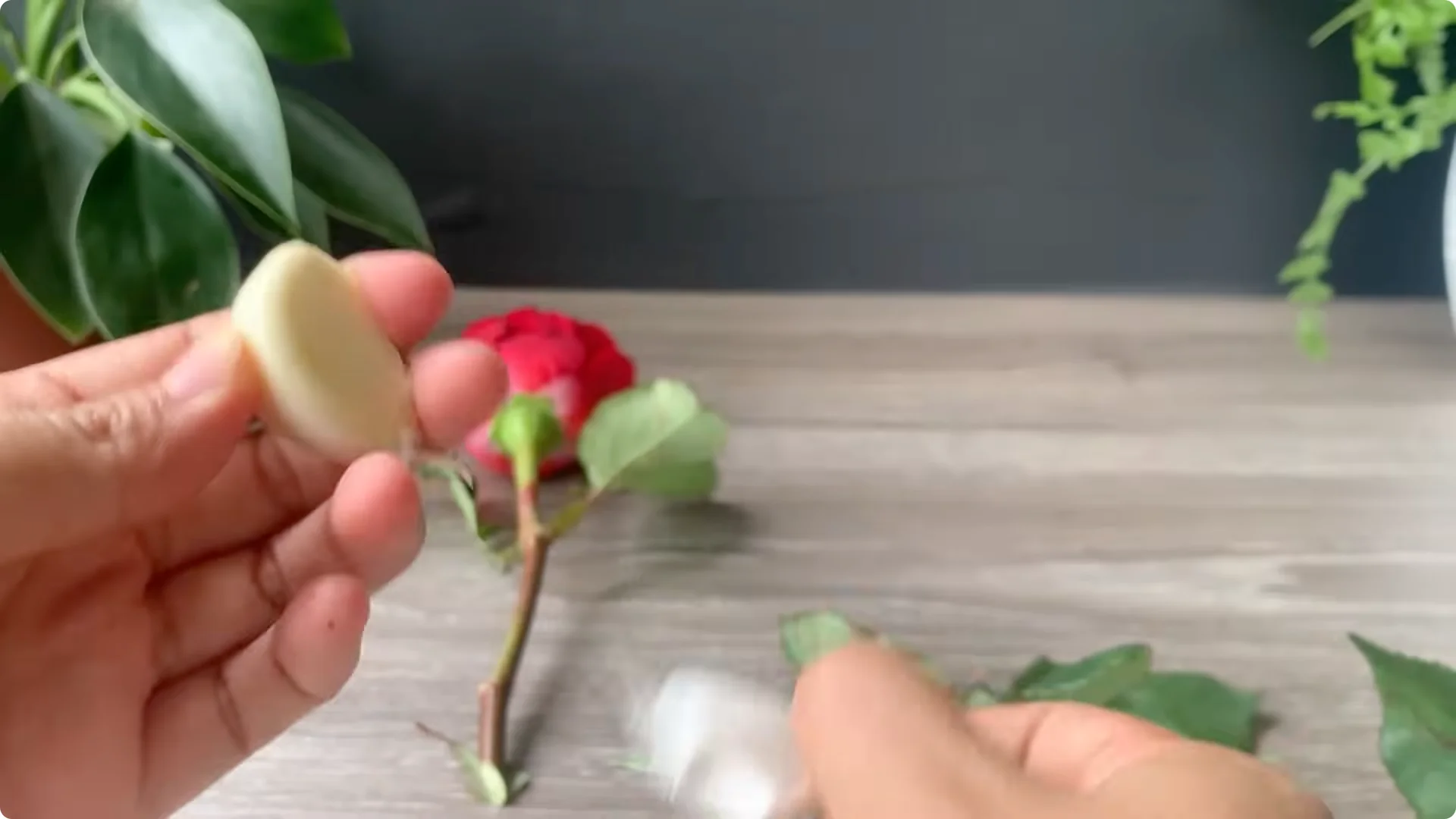 How Onion Water Sparks 100 Roots on a Rose Stem Overnight screenshot 5