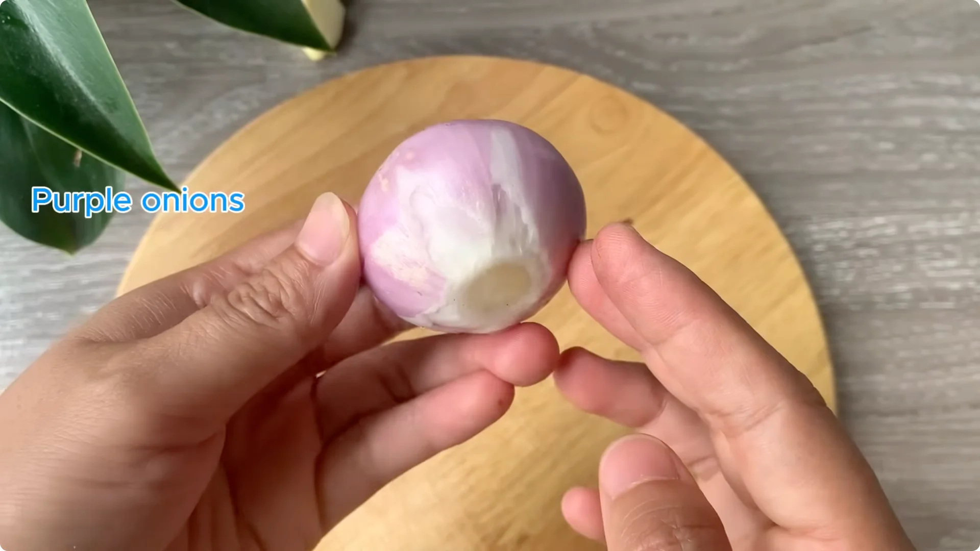 How Onion Water Sparks 100 Roots on a Rose Stem Overnight screenshot 7