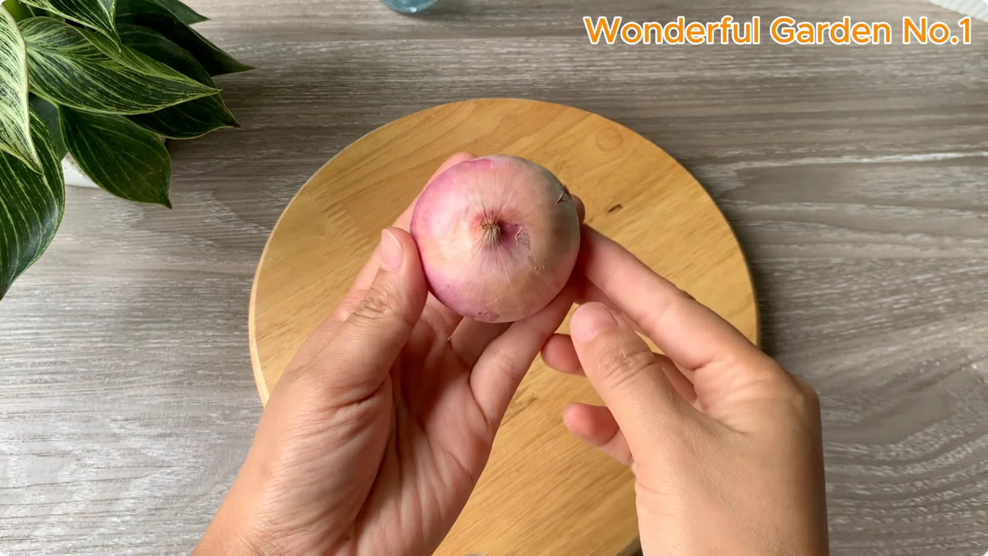 How Onions Help Roses Grow Faster and Bloom Longer screenshot 1