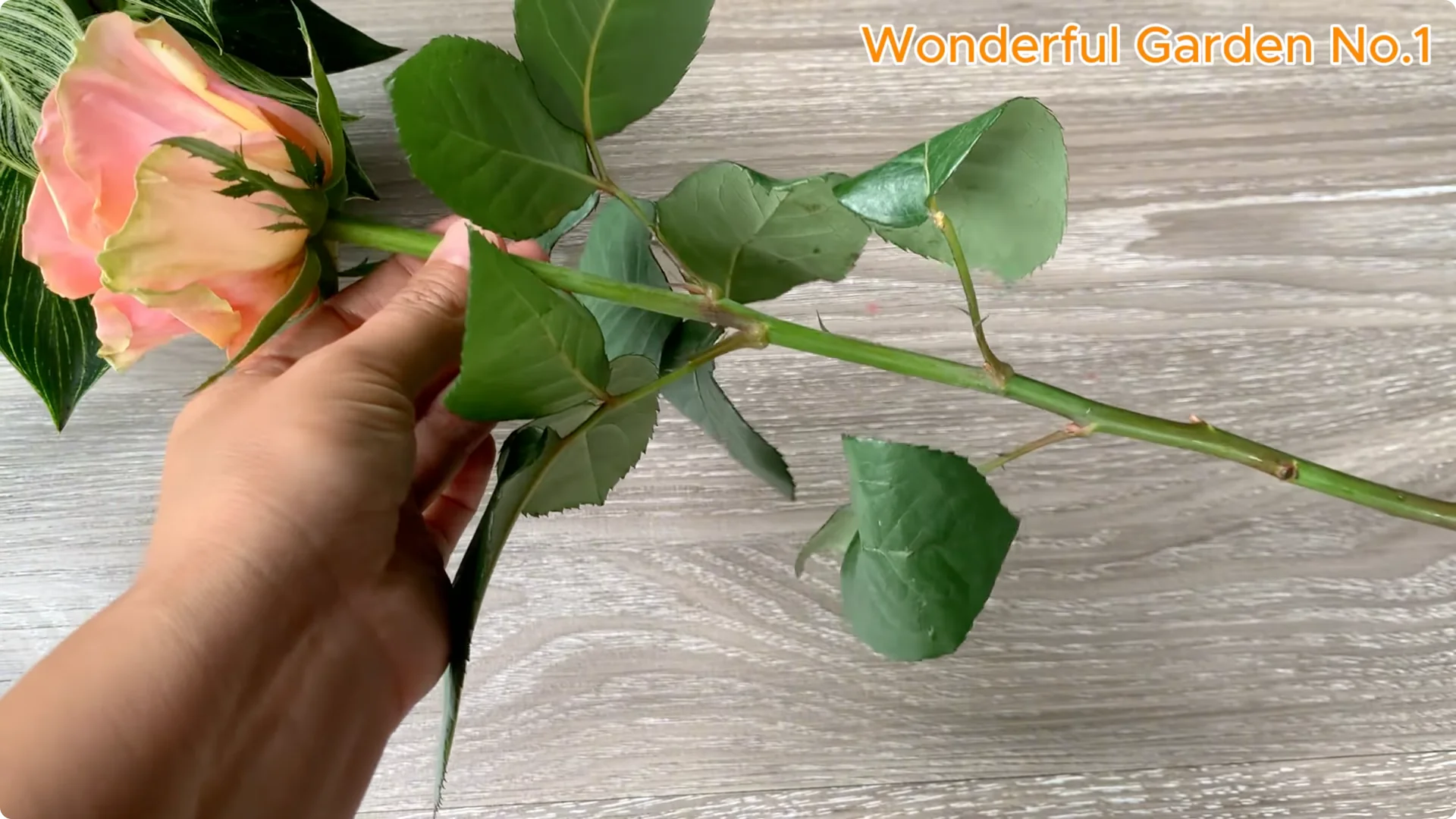 How Onions Help Roses Grow Faster and Bloom Longer screenshot 10