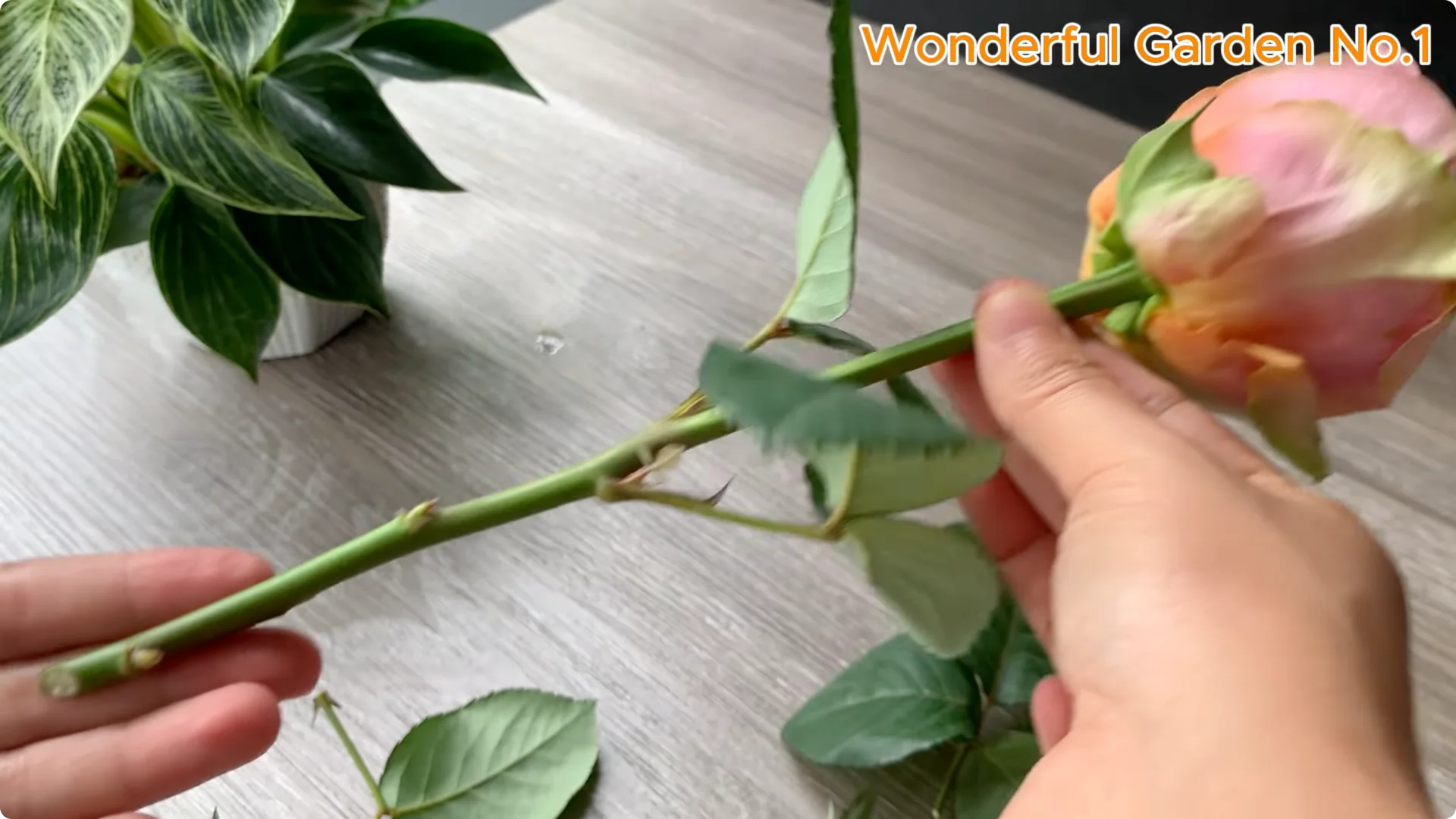 How Onions Help Roses Grow Faster and Bloom Longer screenshot 12