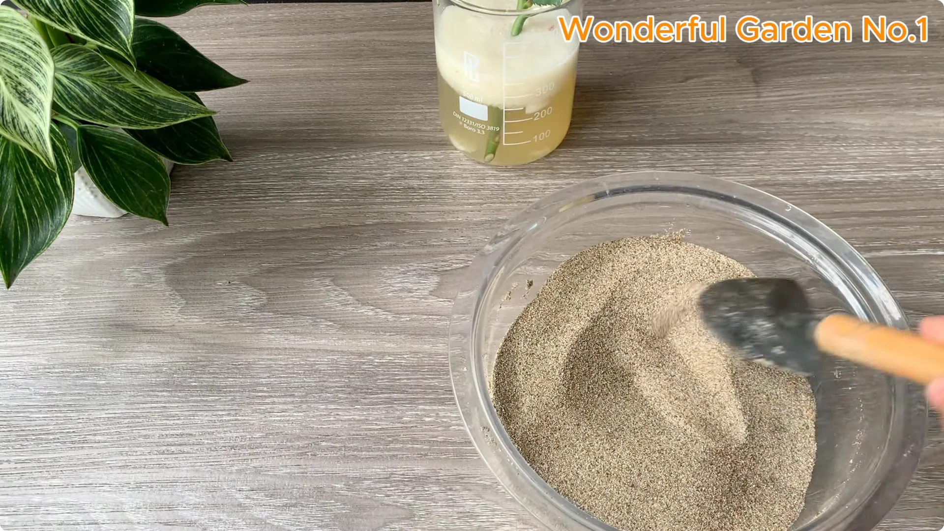 How Onions Help Roses Grow Faster and Bloom Longer screenshot 13