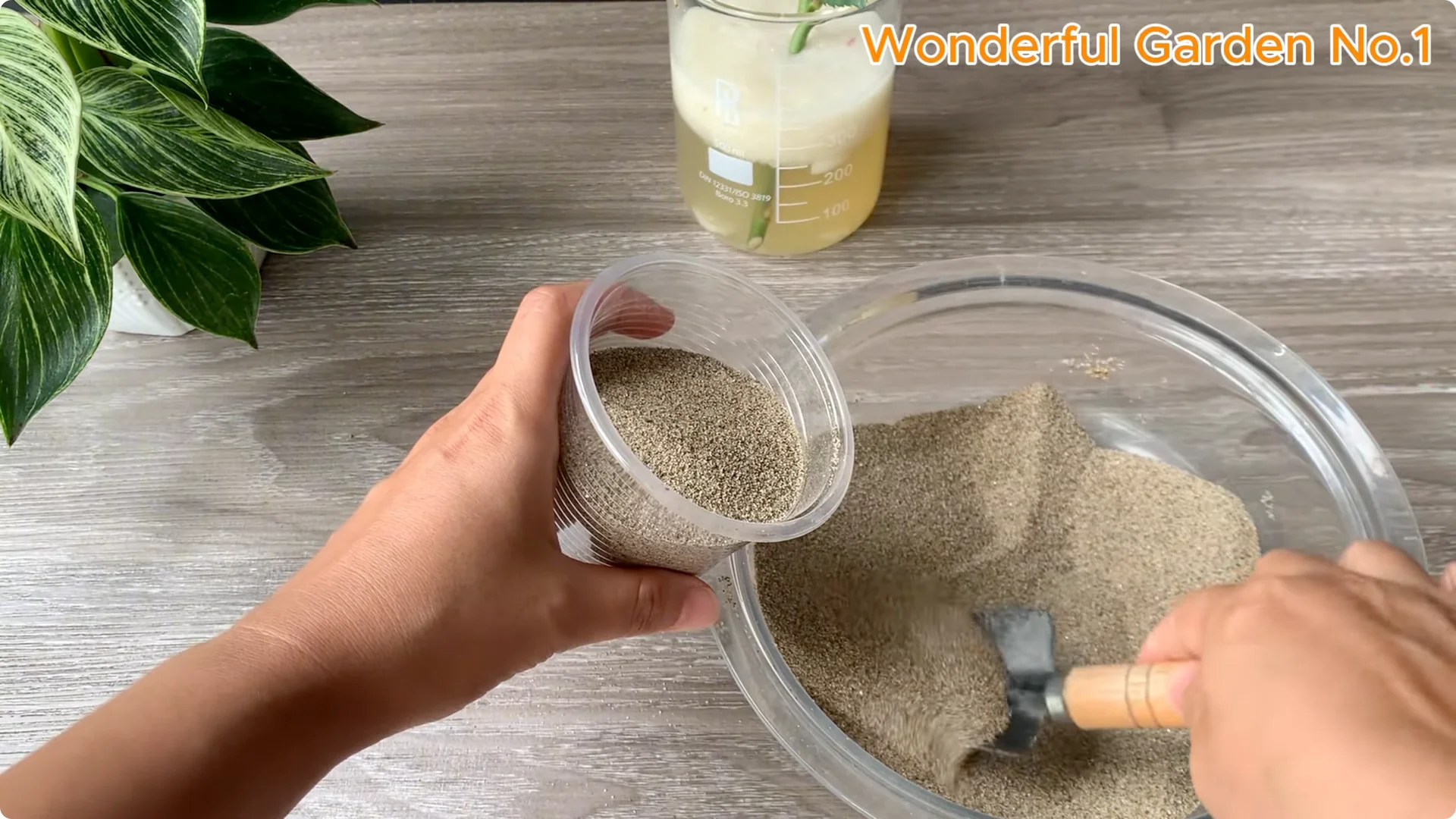 How Onions Help Roses Grow Faster and Bloom Longer screenshot 14