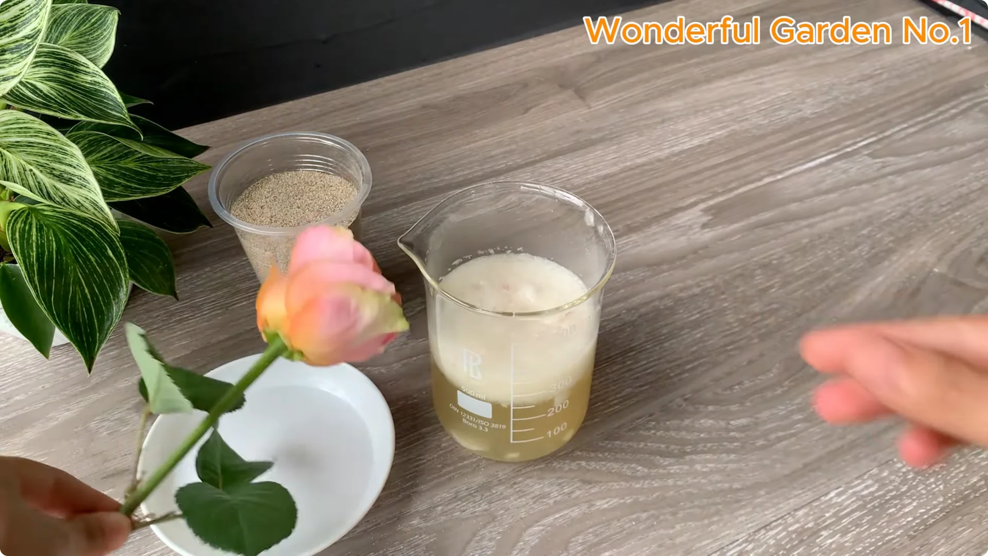 How Onions Help Roses Grow Faster and Bloom Longer screenshot 15