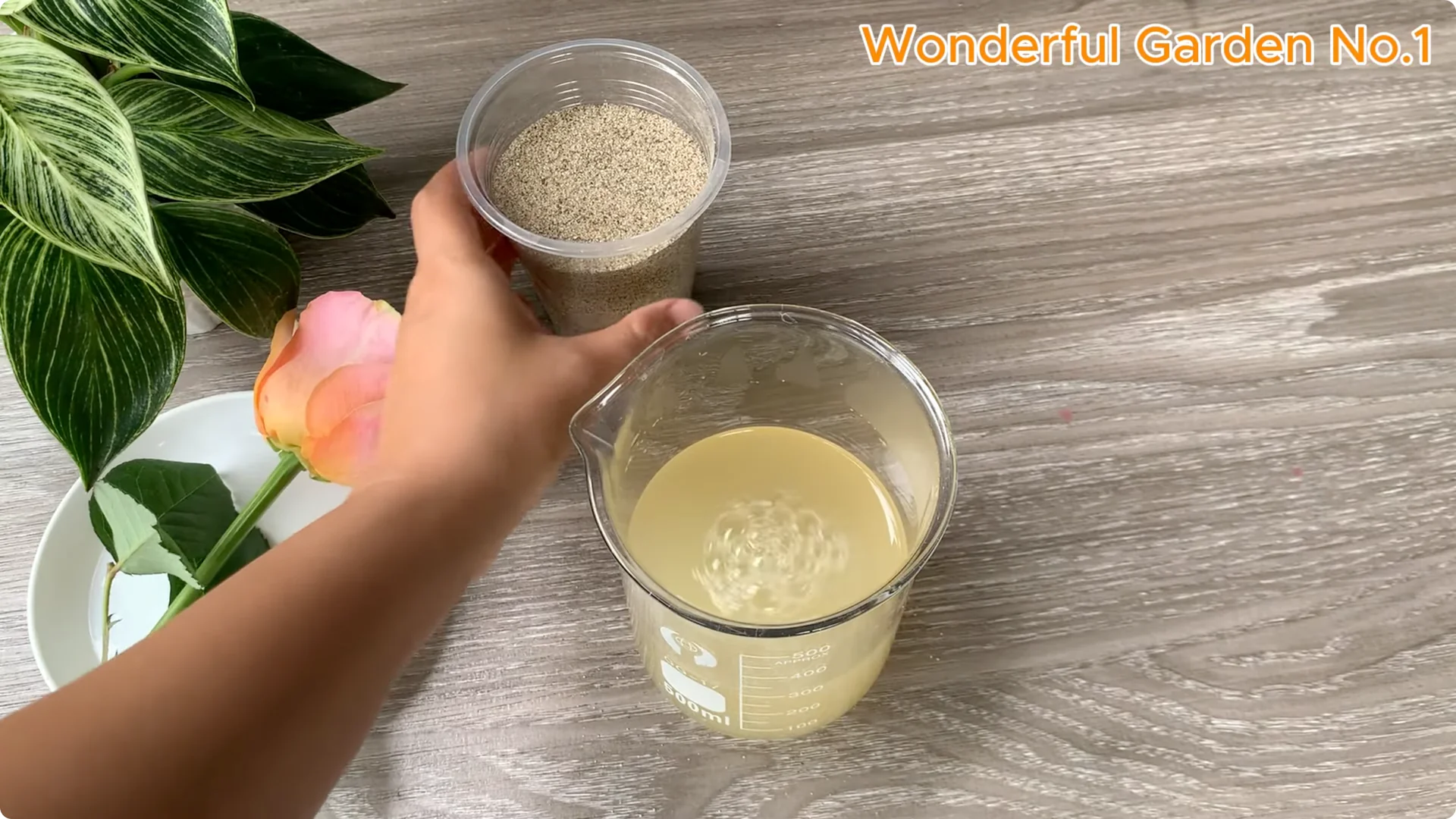 How Onions Help Roses Grow Faster and Bloom Longer screenshot 16