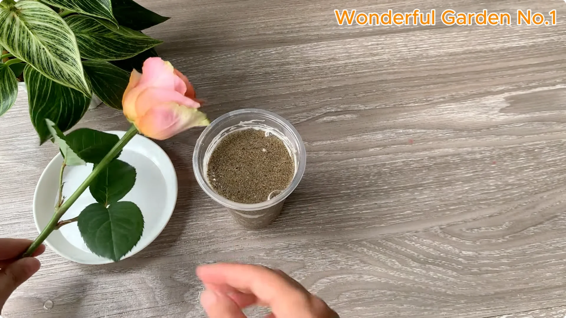 How Onions Help Roses Grow Faster and Bloom Longer screenshot 17