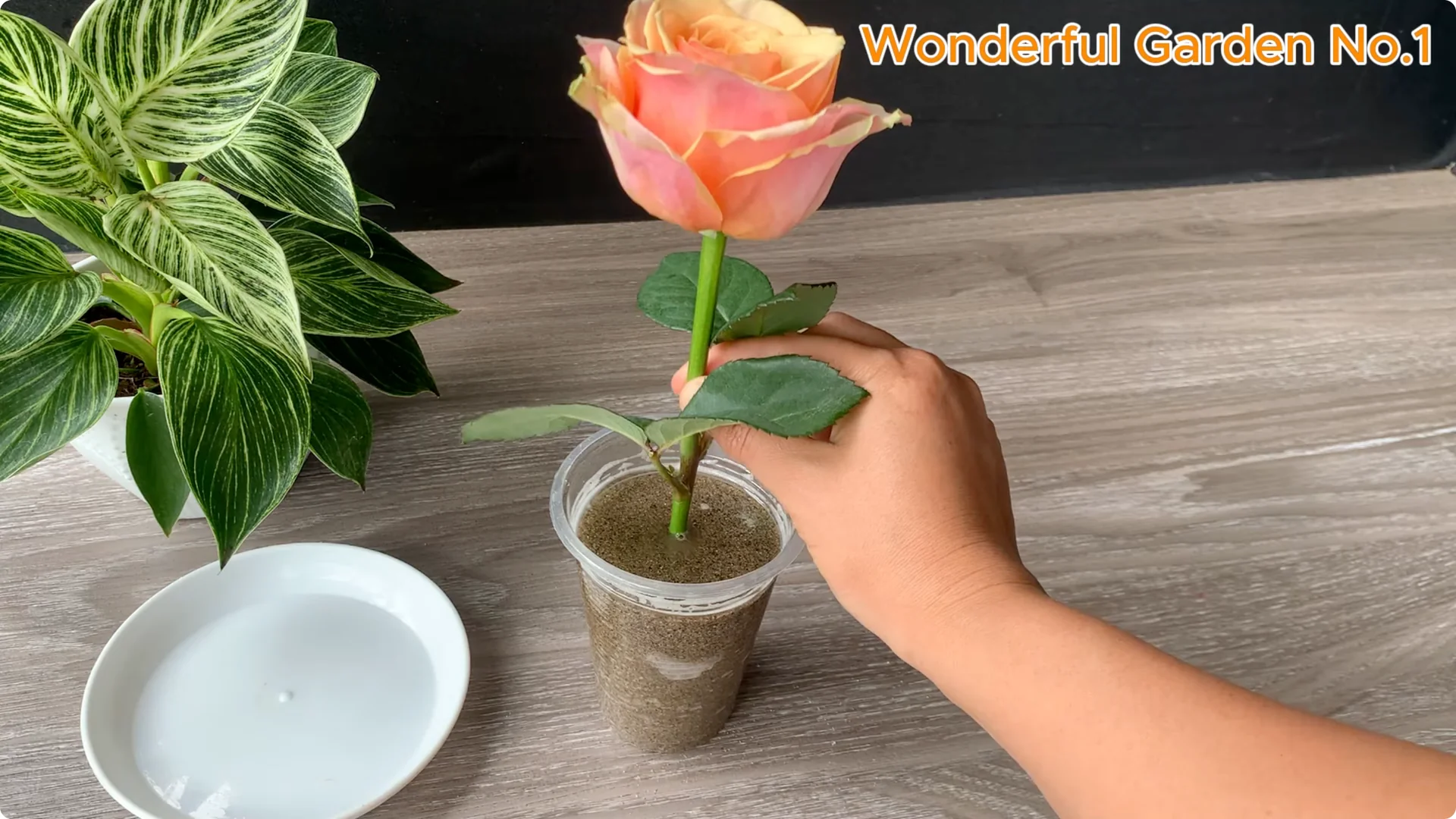 How Onions Help Roses Grow Faster and Bloom Longer screenshot 18