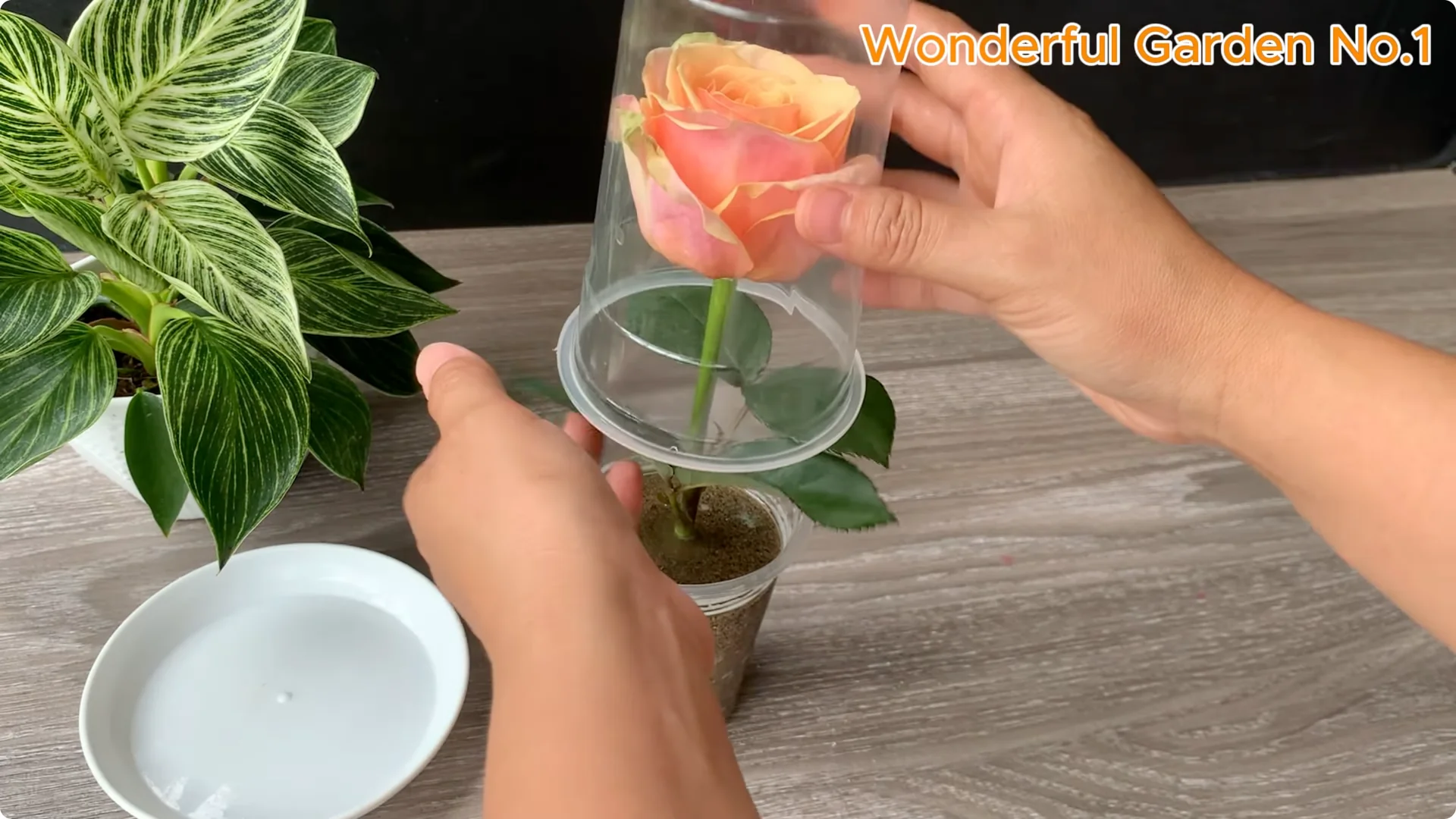 How Onions Help Roses Grow Faster and Bloom Longer screenshot 19