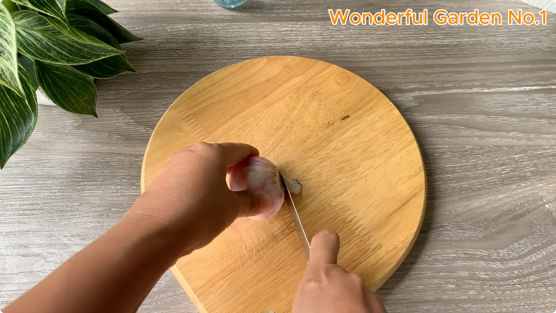 How Onions Help Roses Grow Faster and Bloom Longer screenshot 2