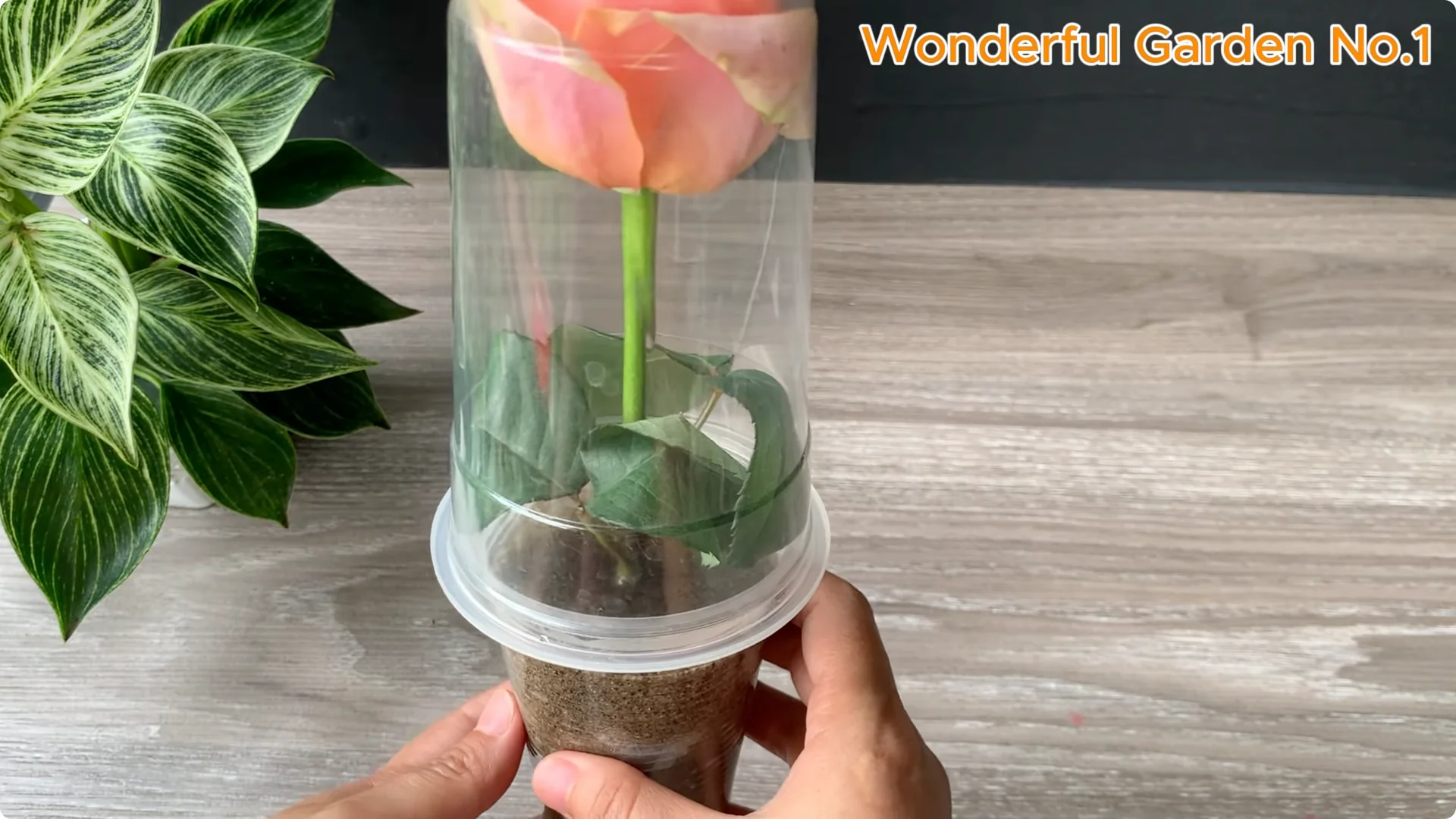 How Onions Help Roses Grow Faster and Bloom Longer screenshot 20