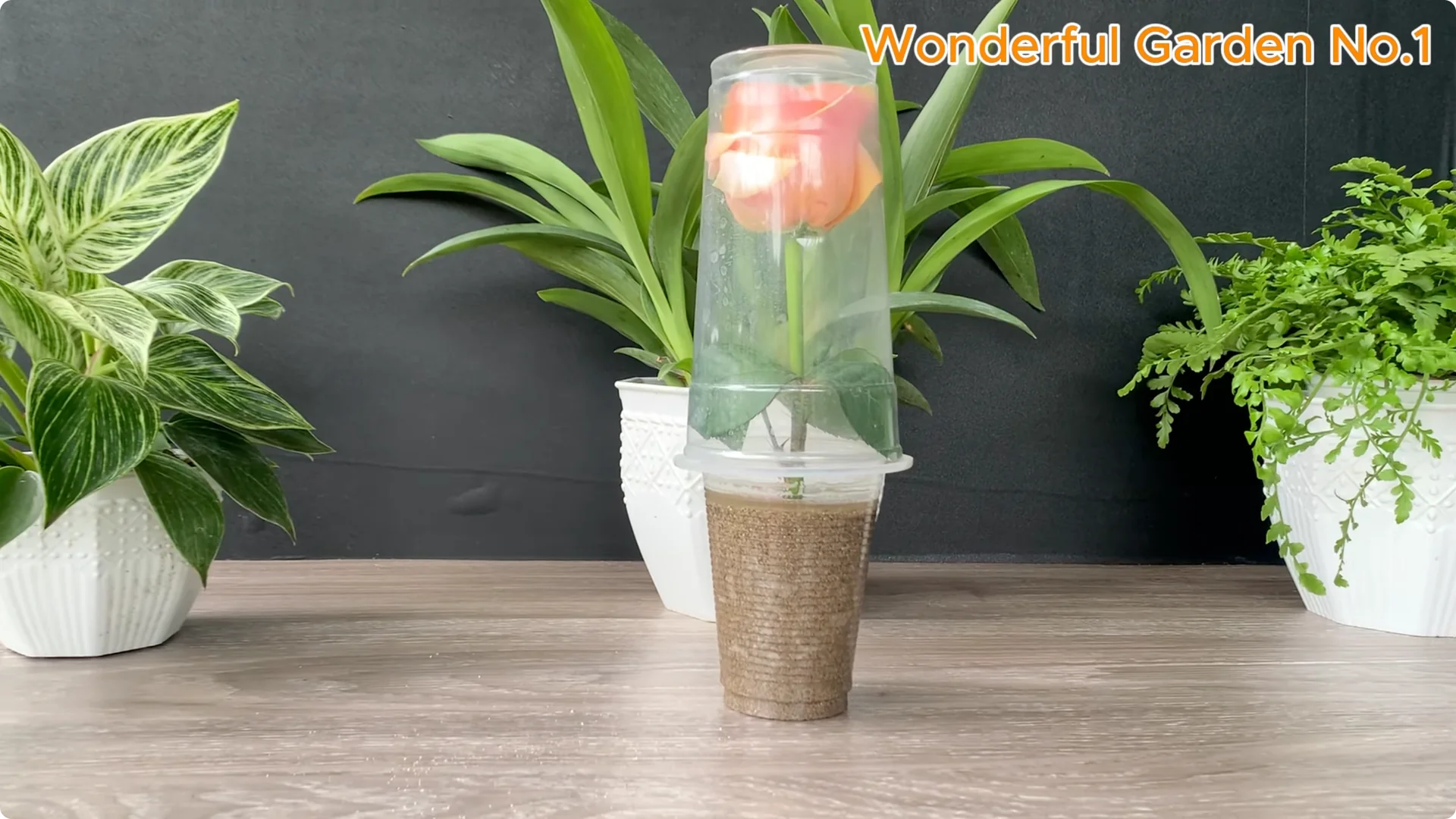 How Onions Help Roses Grow Faster and Bloom Longer screenshot 21