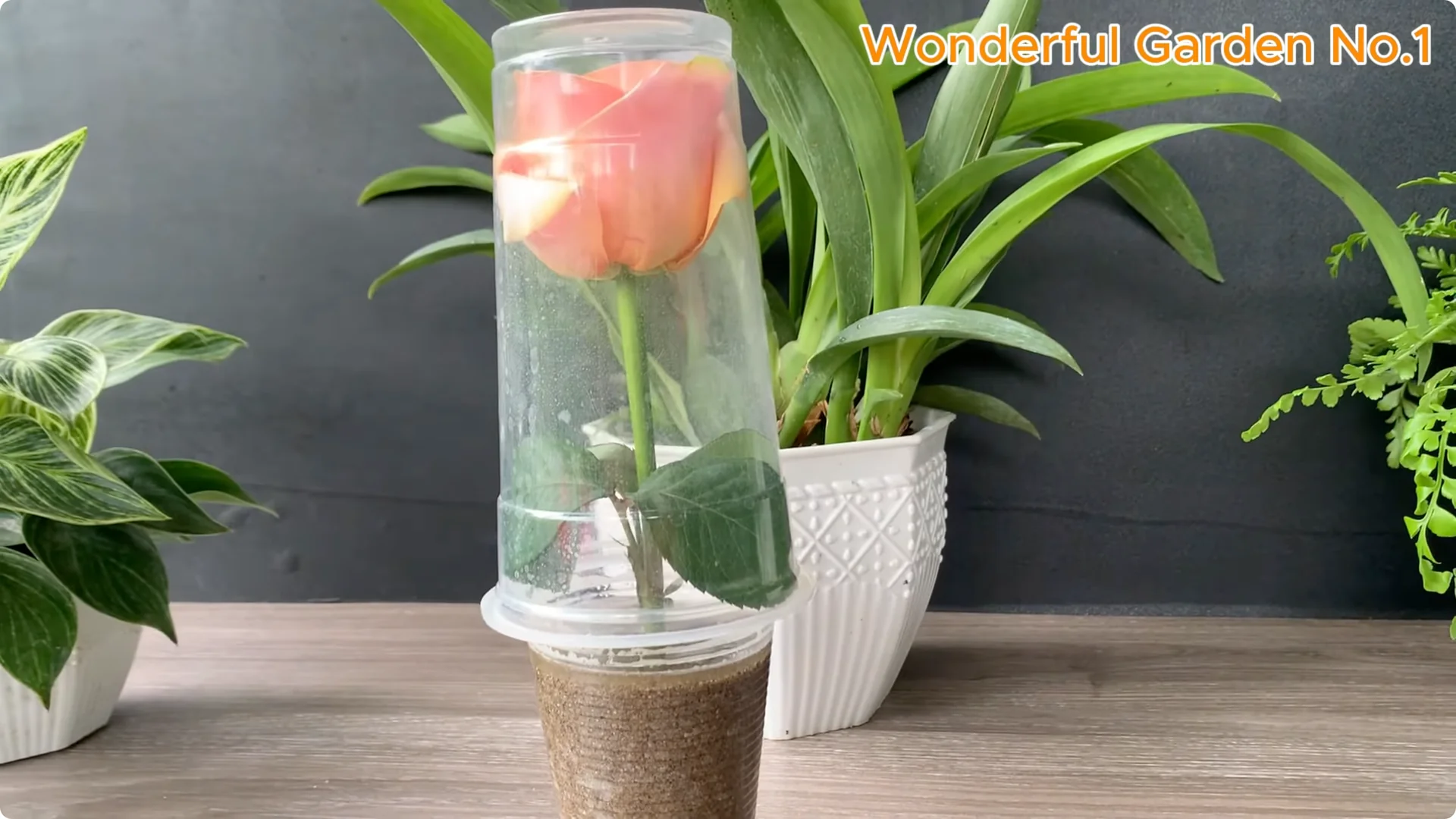 How Onions Help Roses Grow Faster and Bloom Longer screenshot 22