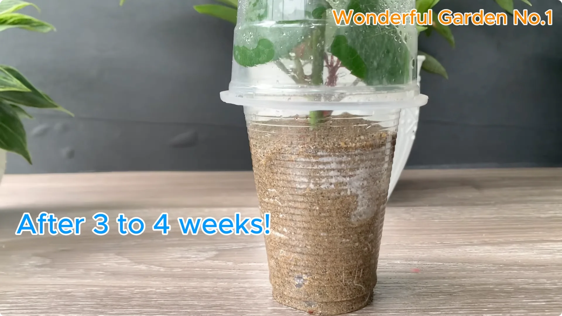 How Onions Help Roses Grow Faster and Bloom Longer screenshot 23