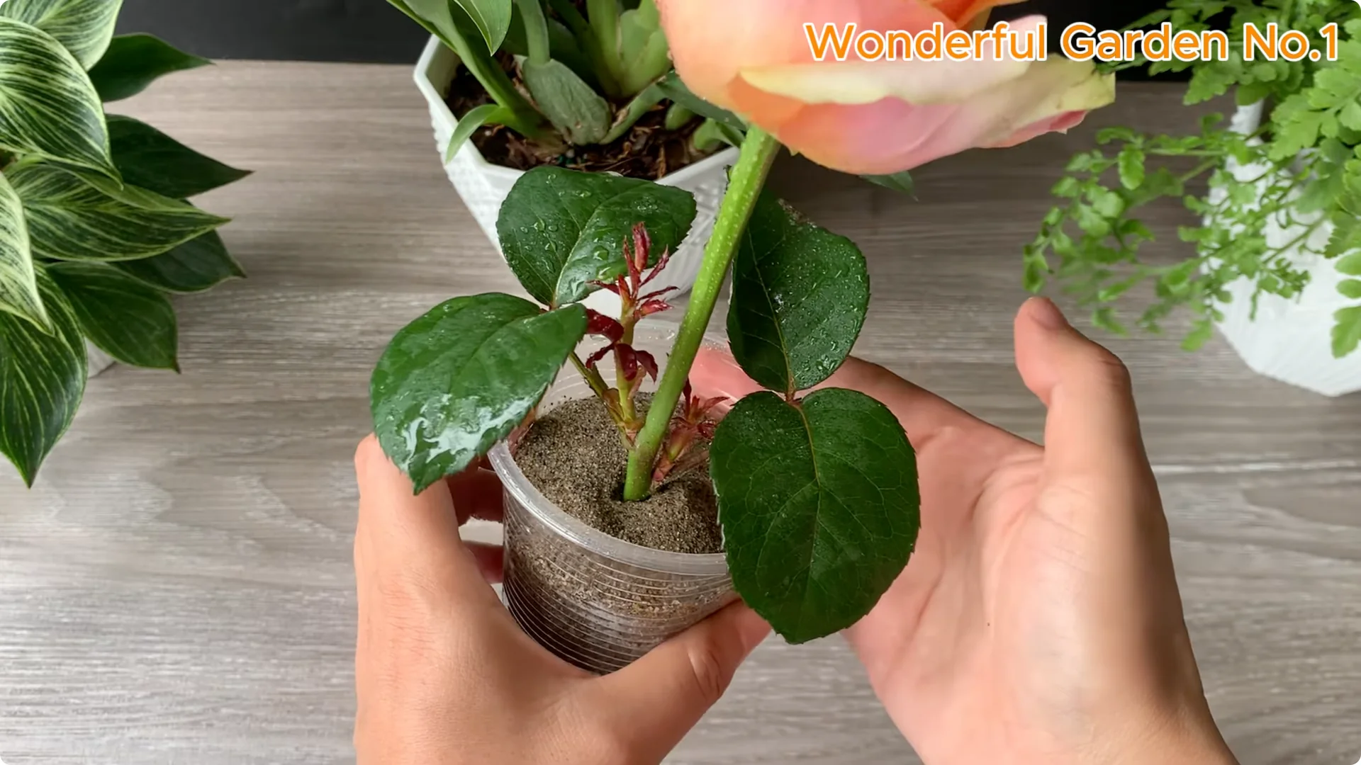 How Onions Help Roses Grow Faster and Bloom Longer screenshot 24