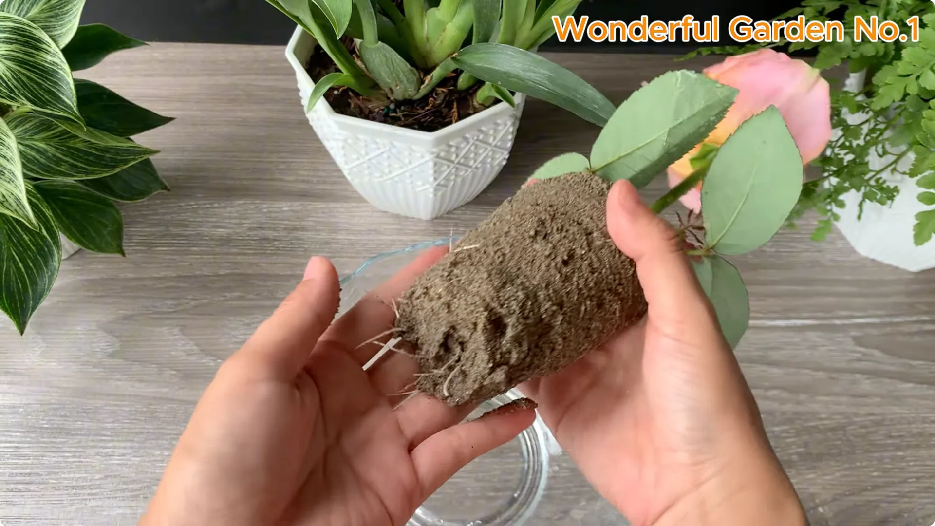 How Onions Help Roses Grow Faster and Bloom Longer screenshot 25