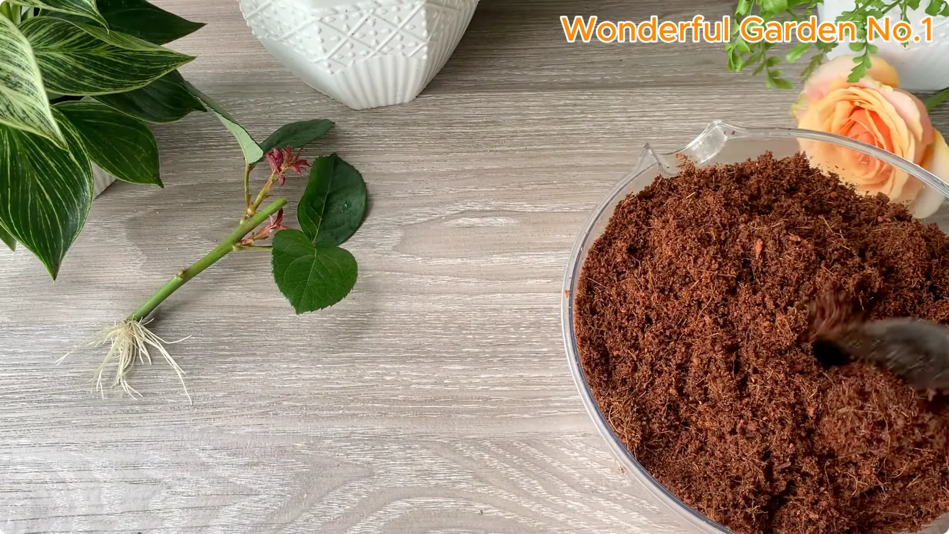 How Onions Help Roses Grow Faster and Bloom Longer screenshot 26