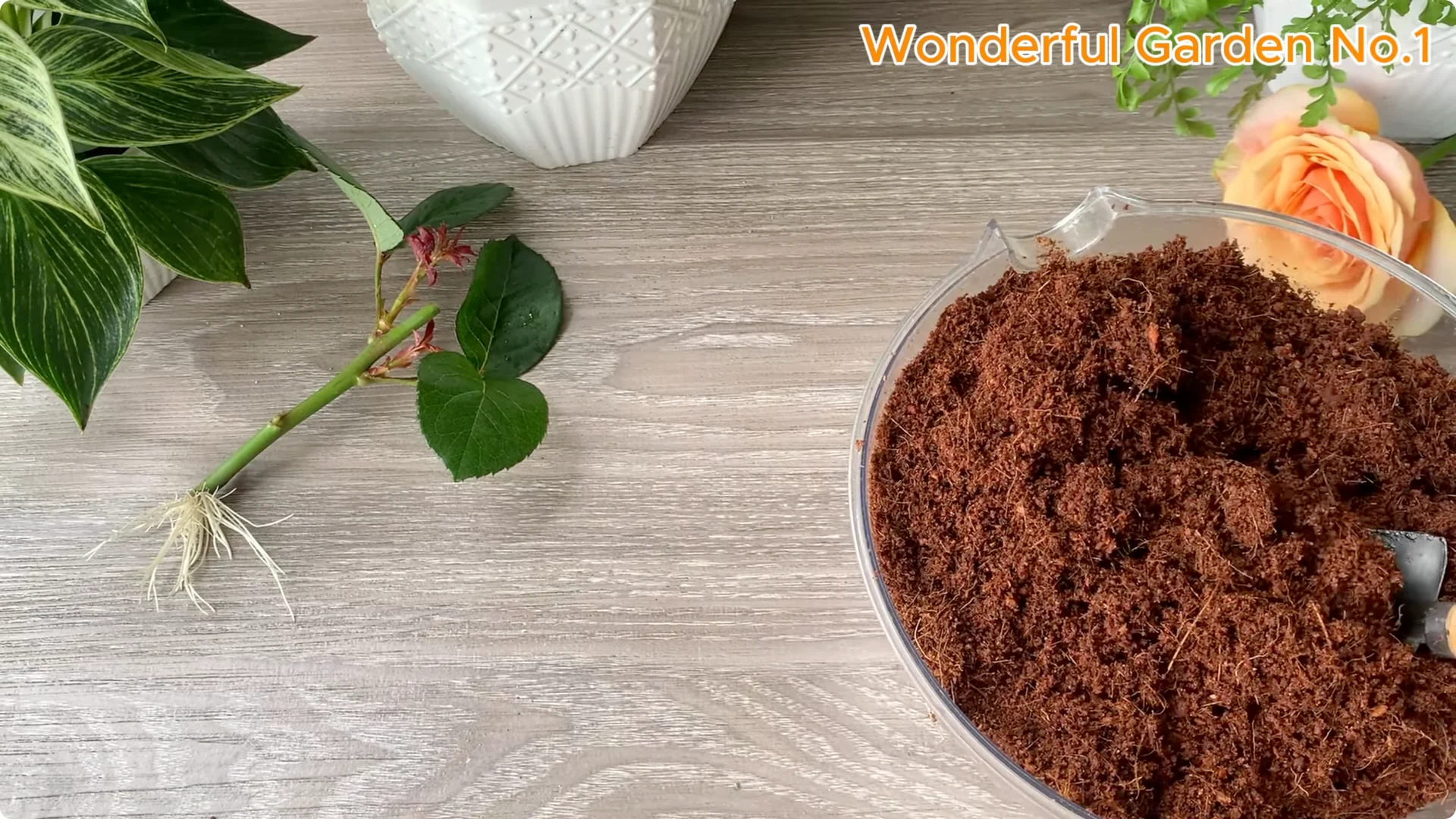 How Onions Help Roses Grow Faster and Bloom Longer screenshot 27