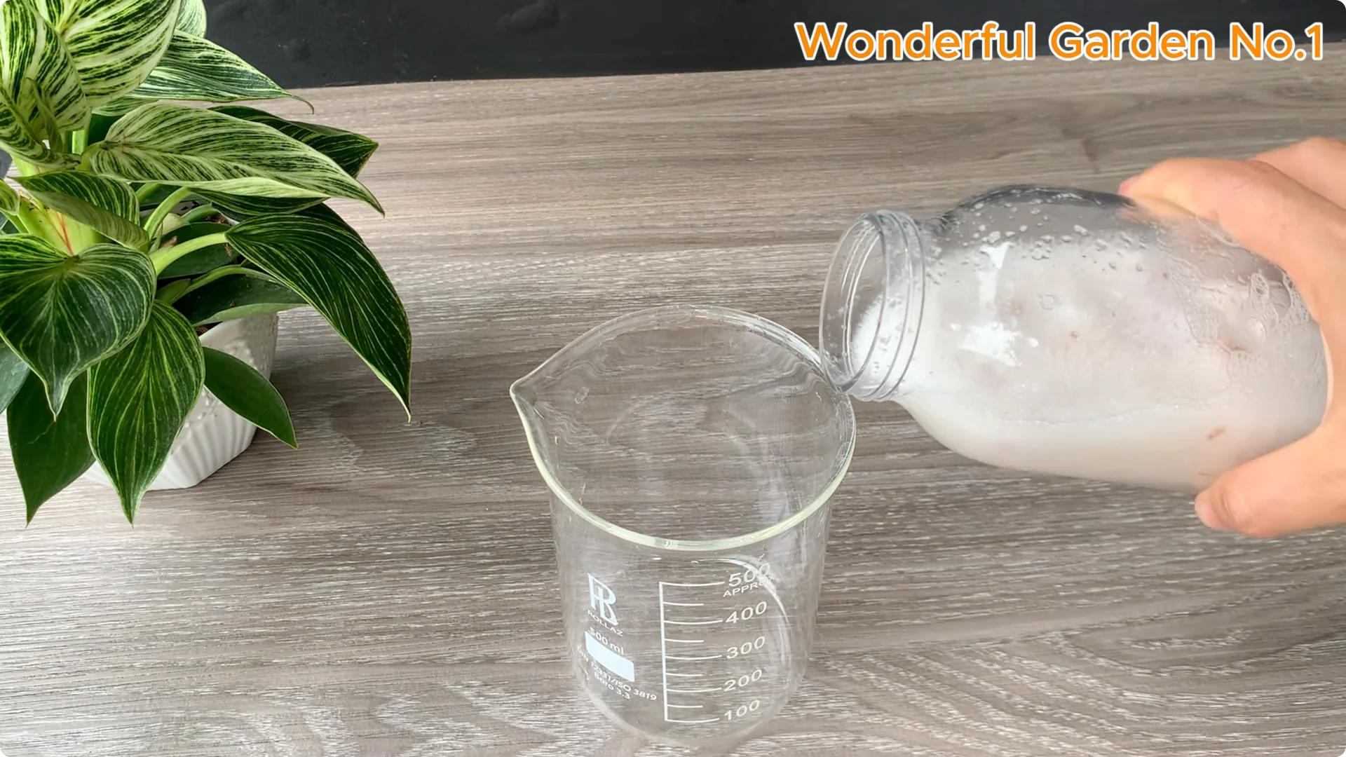 How Onions Help Roses Grow Faster and Bloom Longer screenshot 5