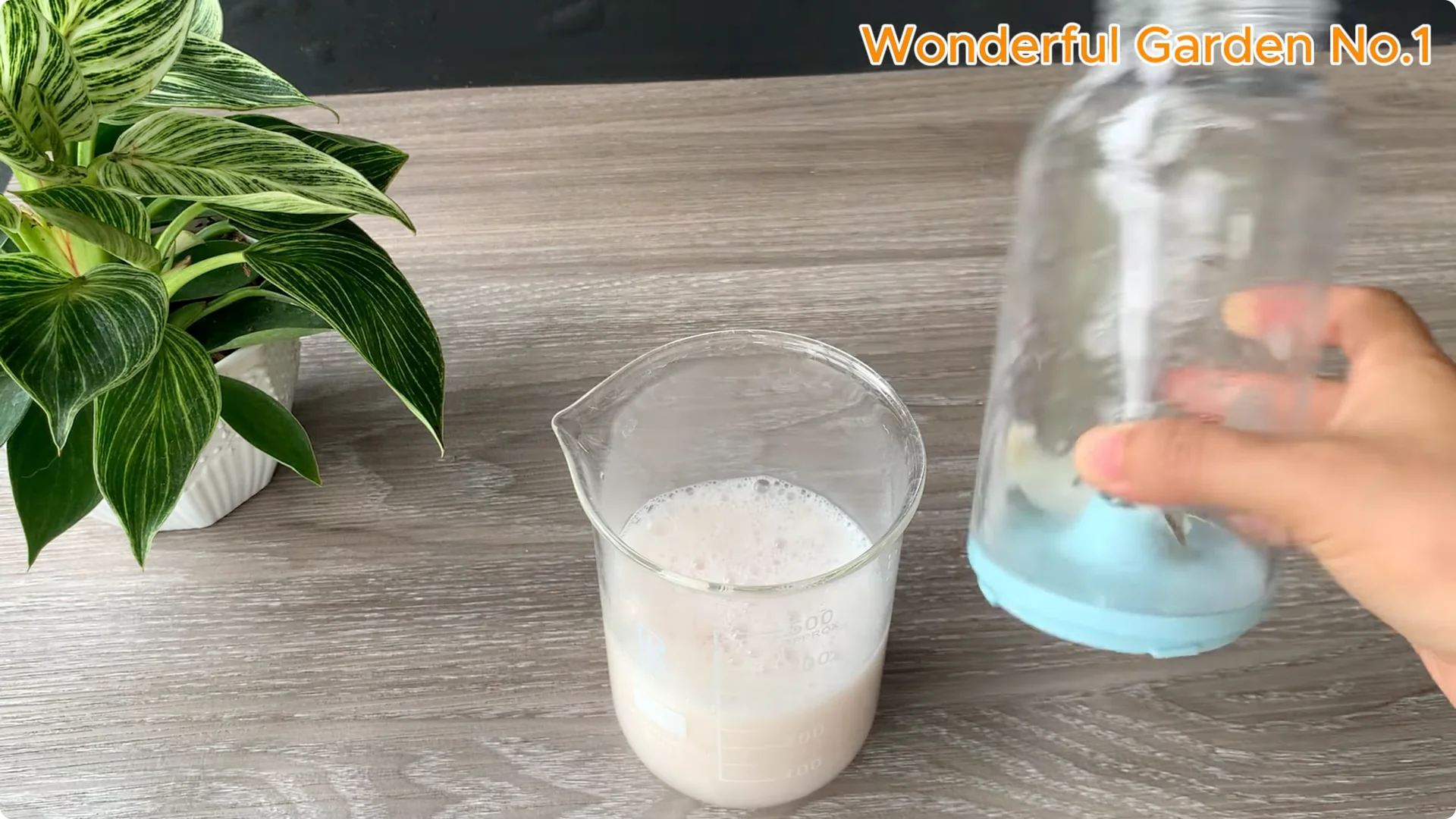 How Onions Help Roses Grow Faster and Bloom Longer screenshot 6