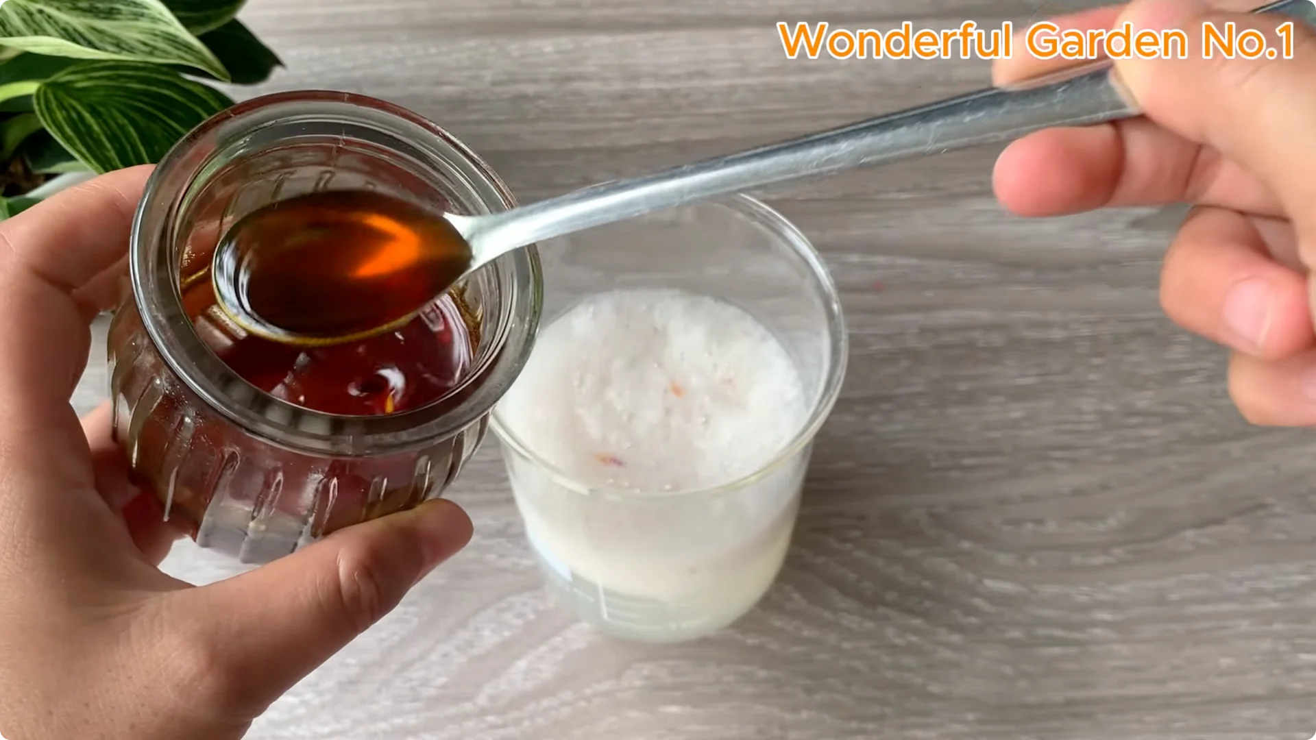 How Onions Help Roses Grow Faster and Bloom Longer screenshot 7