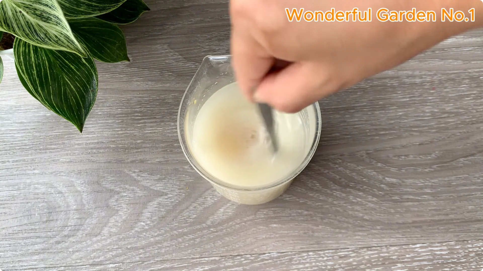 How Onions Help Roses Grow Faster and Bloom Longer screenshot 8