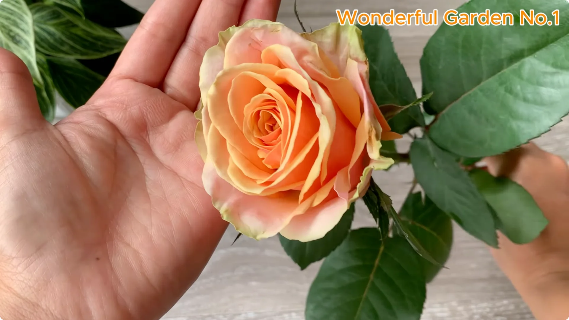 How Onions Help Roses Grow Faster and Bloom Longer screenshot 9