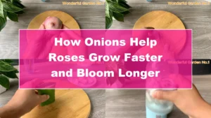 How Onions Help Roses Grow Faster and Bloom Longer - Featured Image