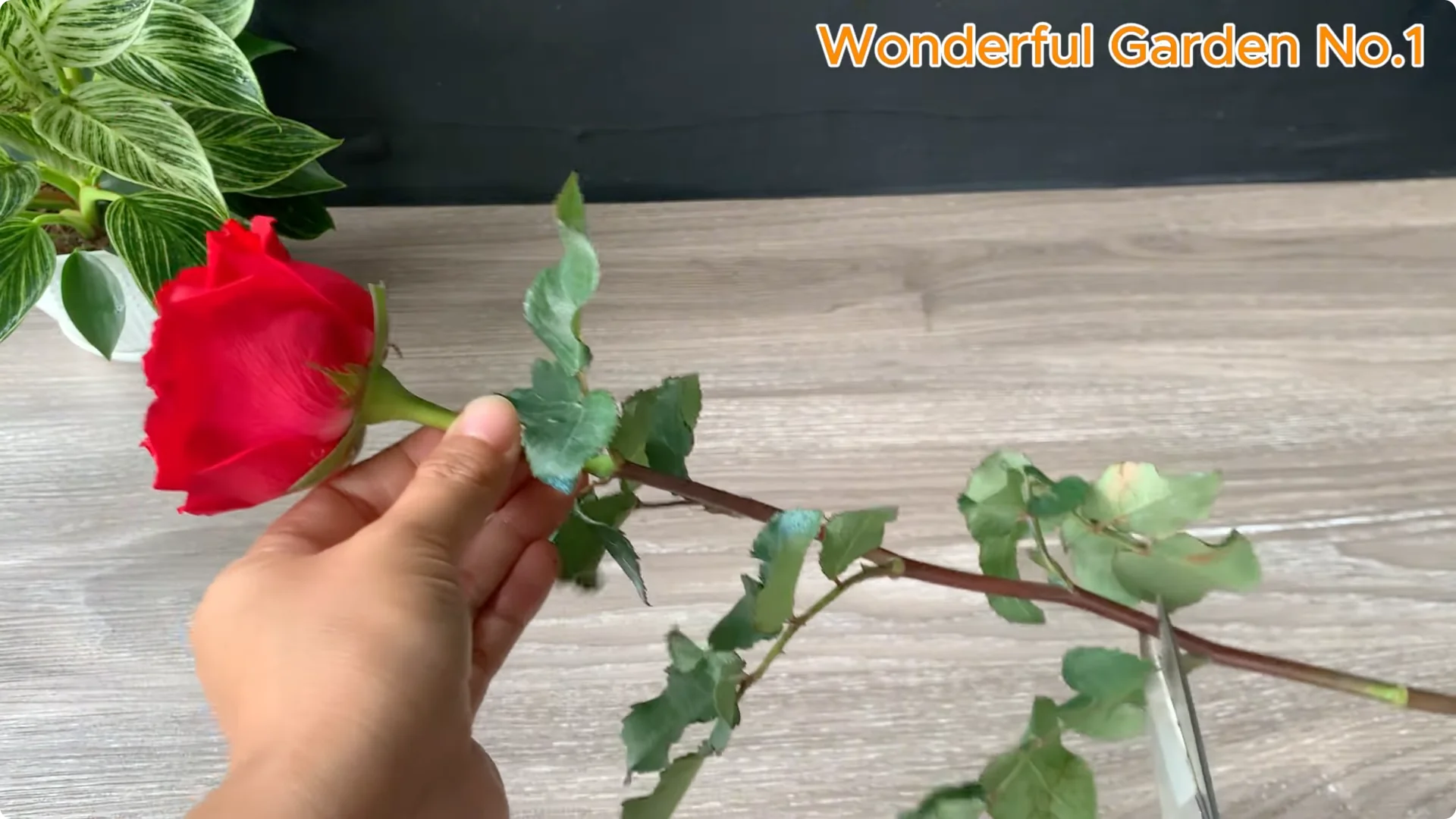 How Rose Branches Root Quickly and Bloom Abundantly screenshot 1
