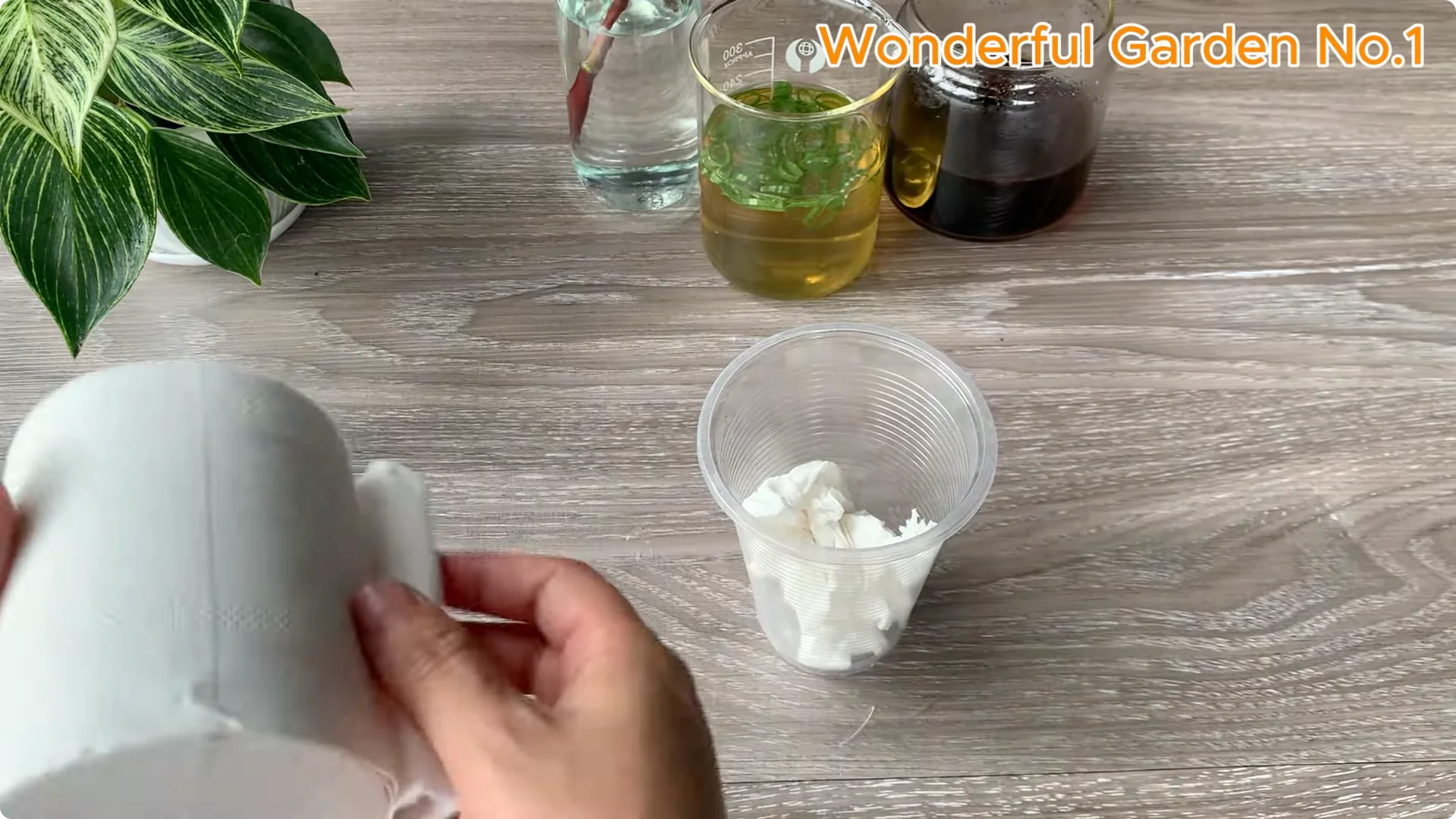 How Rose Branches Root Quickly and Bloom Abundantly screenshot 4