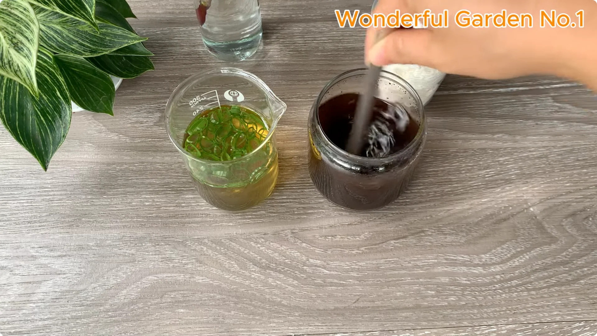 How Rose Branches Root Quickly and Bloom Abundantly screenshot 5