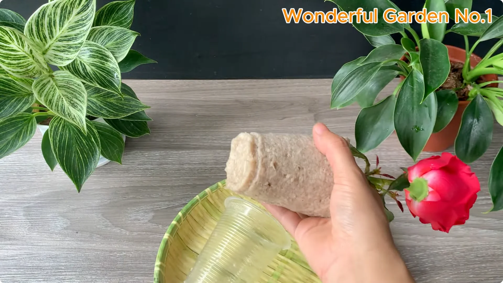 How Rose Branches Root Quickly and Bloom Abundantly screenshot 6