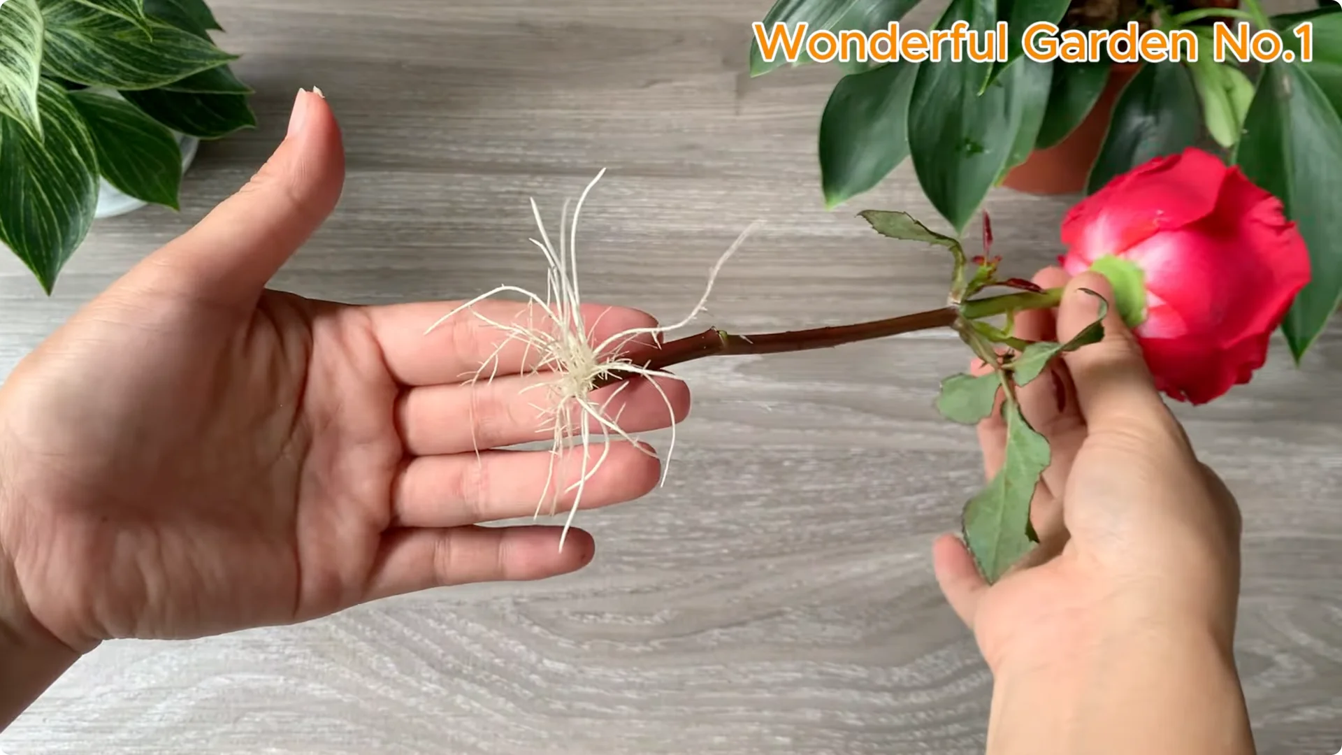 How Rose Branches Root Quickly and Bloom Abundantly screenshot 7