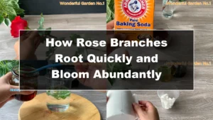 How Rose Branches Root Quickly and Bloom Abundantly - Featured Image