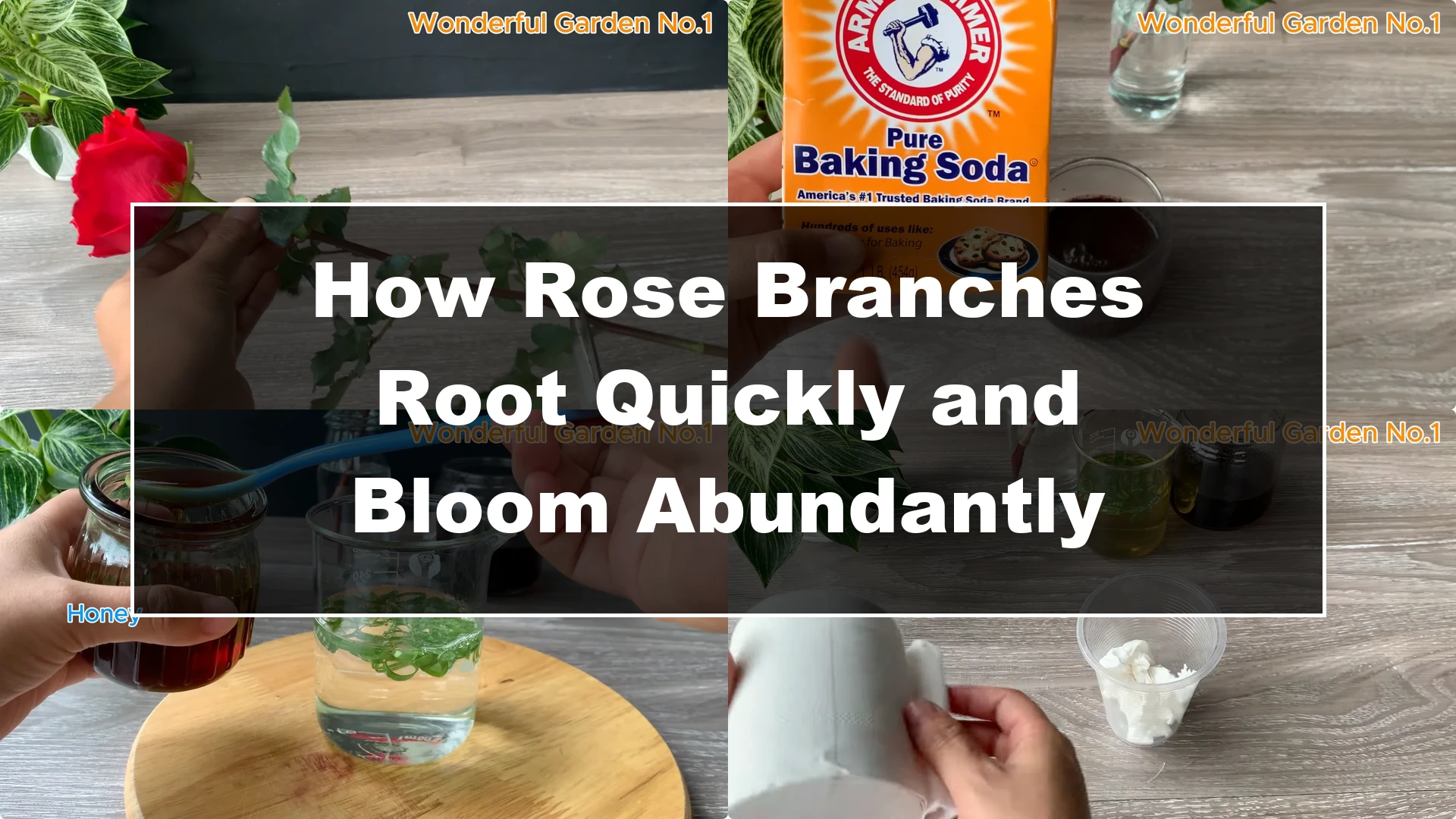 How Rose Branches Root Quickly and Bloom Abundantly - Featured Image