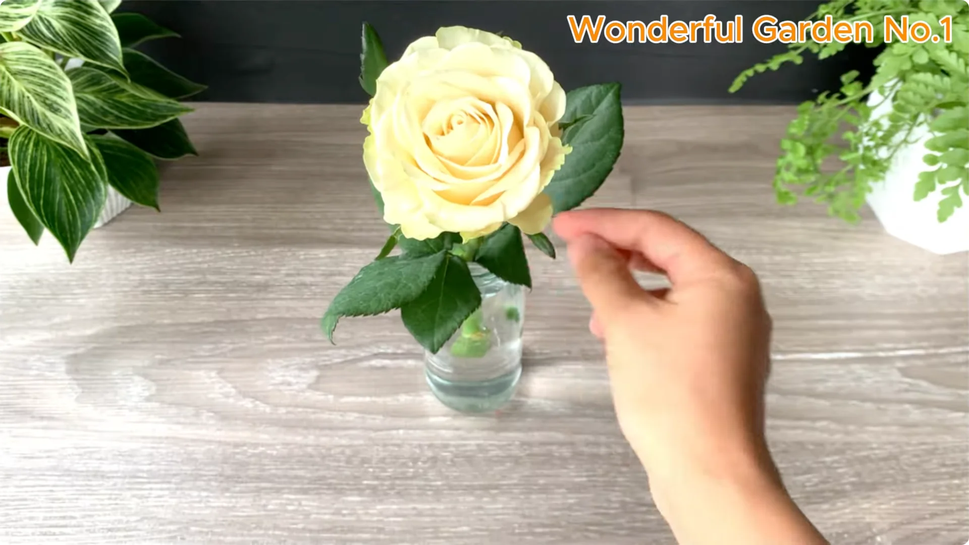 How Soaking Rose Cuttings Sparks Year-Round Blooms screenshot 1