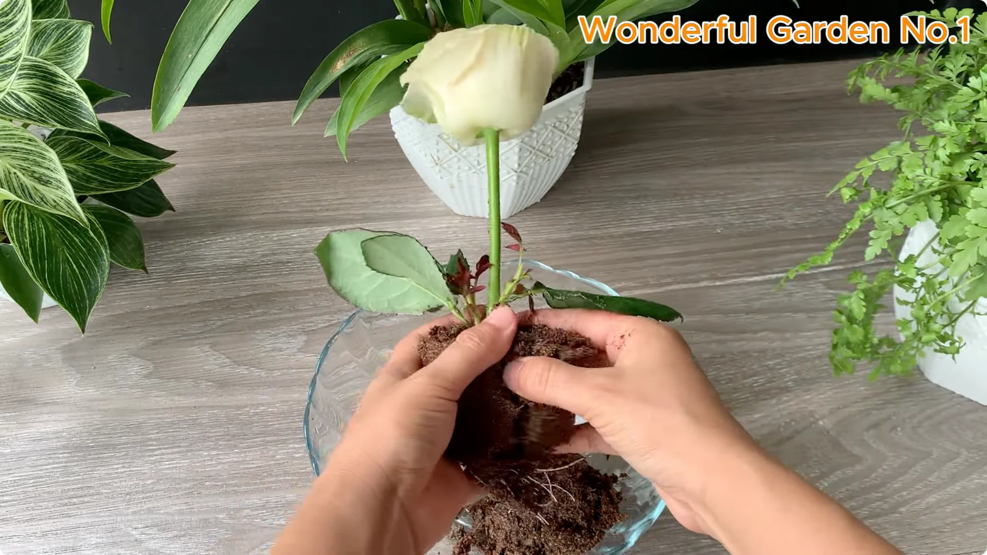 How Soaking Rose Cuttings Sparks Year-Round Blooms screenshot 10