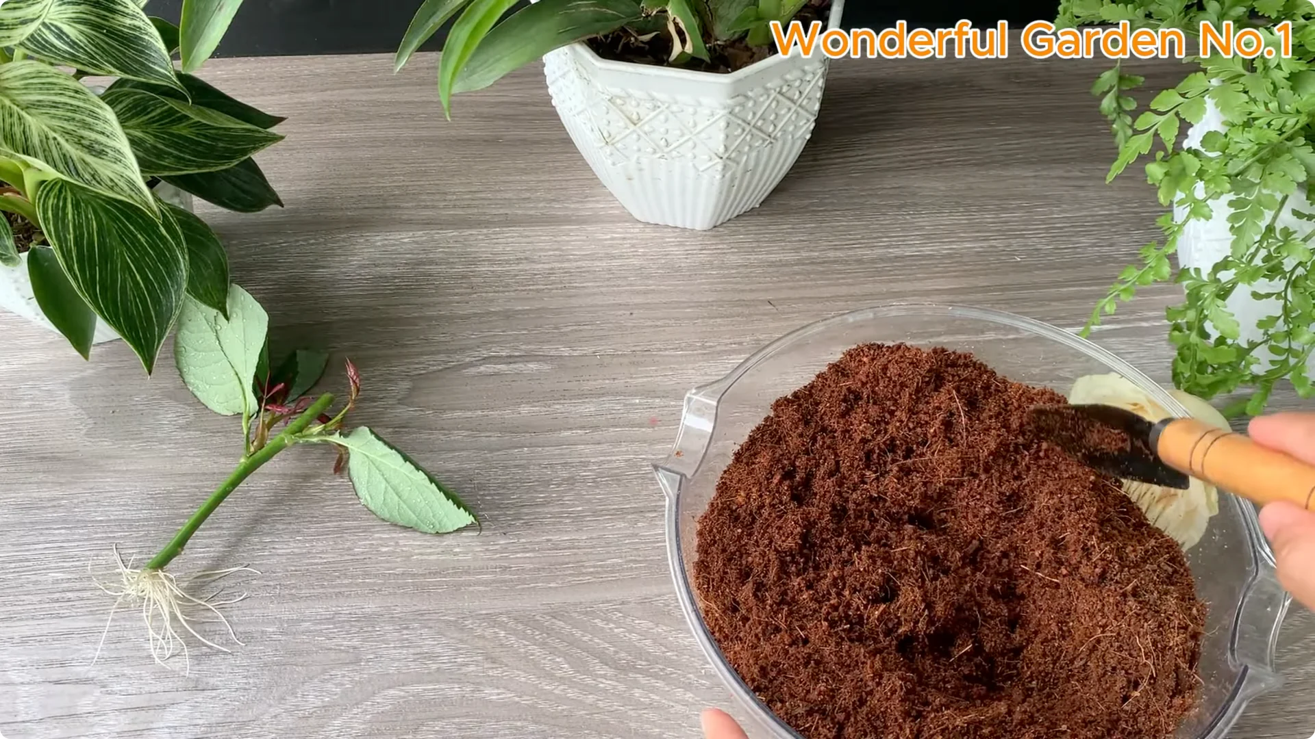 How Soaking Rose Cuttings Sparks Year-Round Blooms screenshot 11