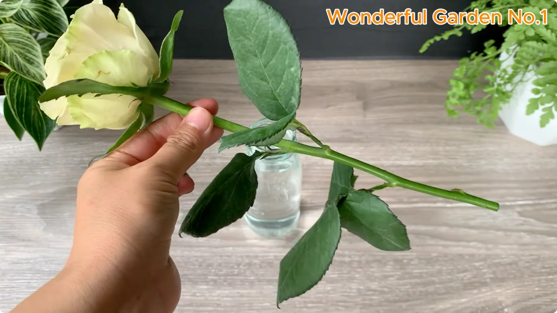 How Soaking Rose Cuttings Sparks Year-Round Blooms screenshot 2