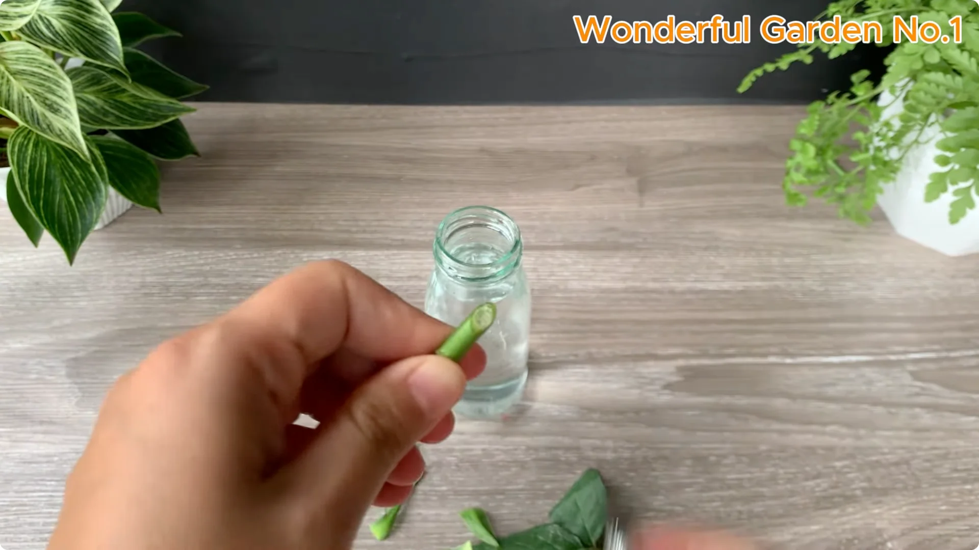 How Soaking Rose Cuttings Sparks Year-Round Blooms screenshot 3