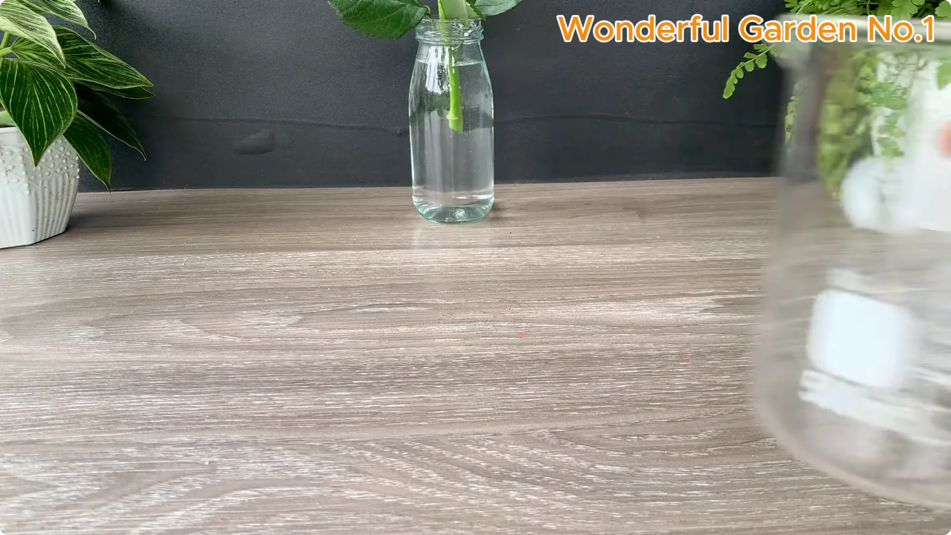 How Soaking Rose Cuttings Sparks Year-Round Blooms screenshot 4