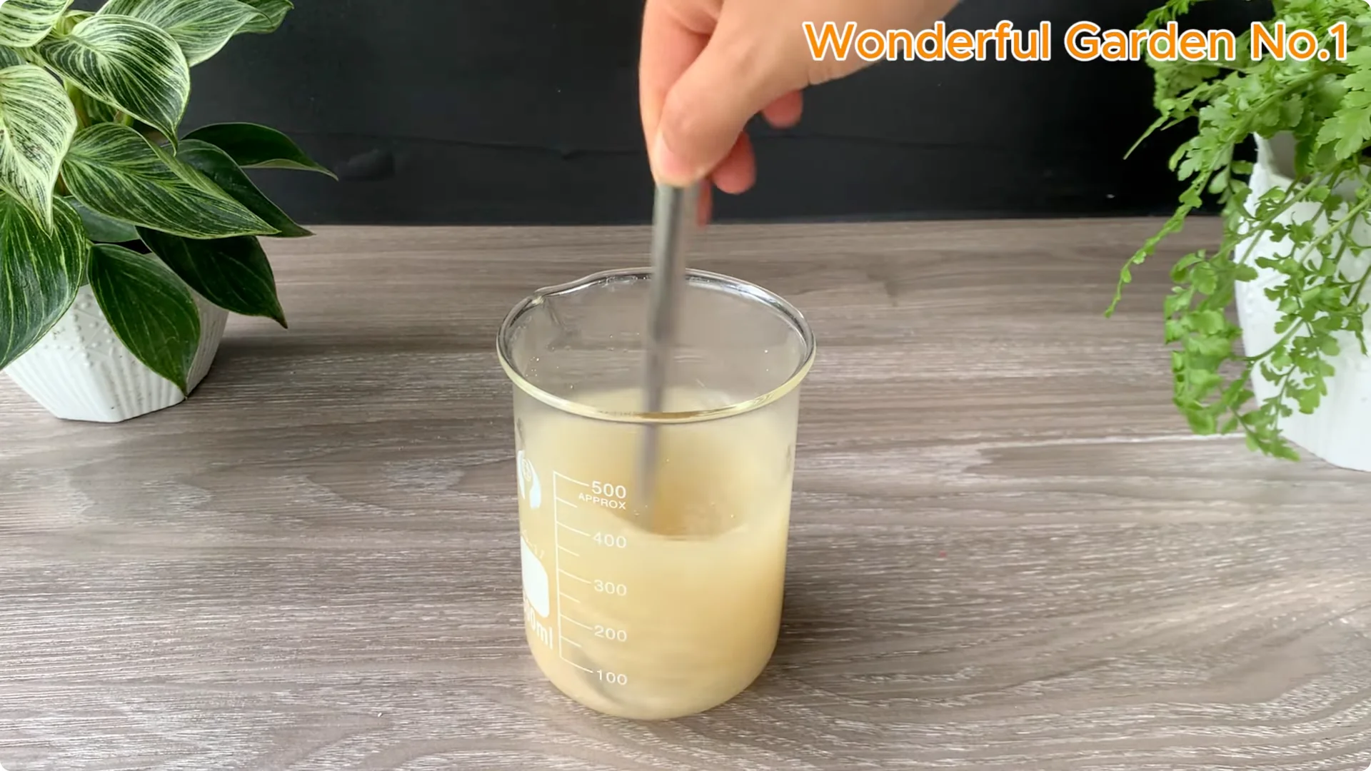 How Soaking Rose Cuttings Sparks Year-Round Blooms screenshot 7